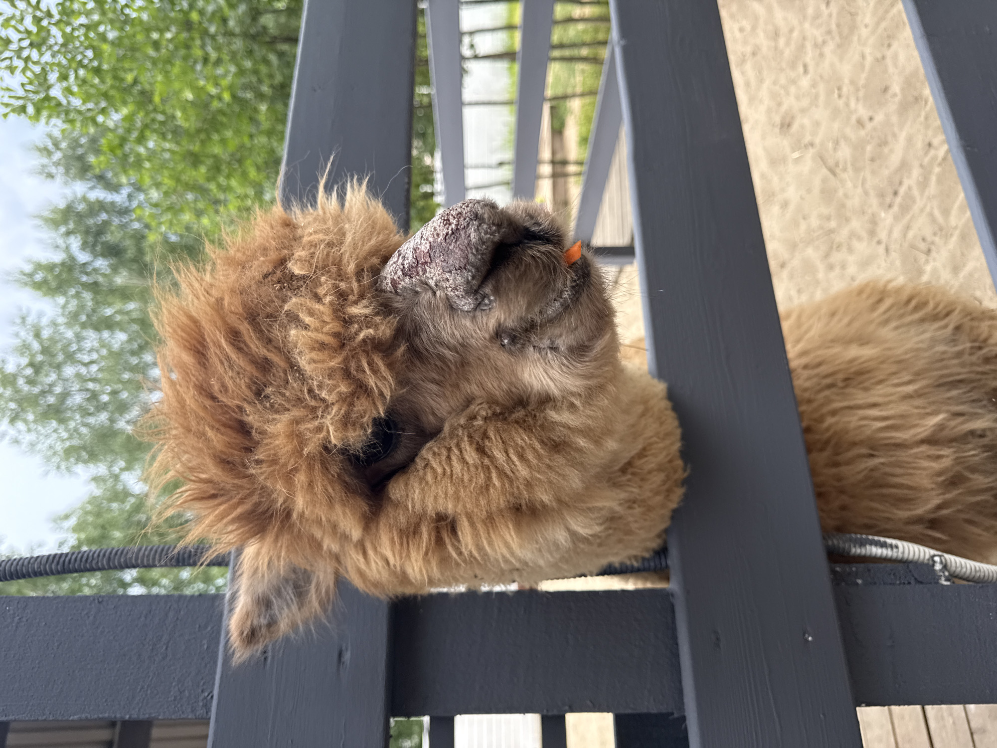An alpaca with brown fur and a fluffy mane is peeking its head through a grey wooden fence. The alpaca's nose appears to be scabbed and dry. A small piece of orange carrot is sticking out of its mouth. The background shows greenery and a cloudy sky. The scene is outdoors, possibly at a farm or zoo, with a sandy ground visible through the fence. There is no indication that this image was taken in the city of Shevelkino, Russia.