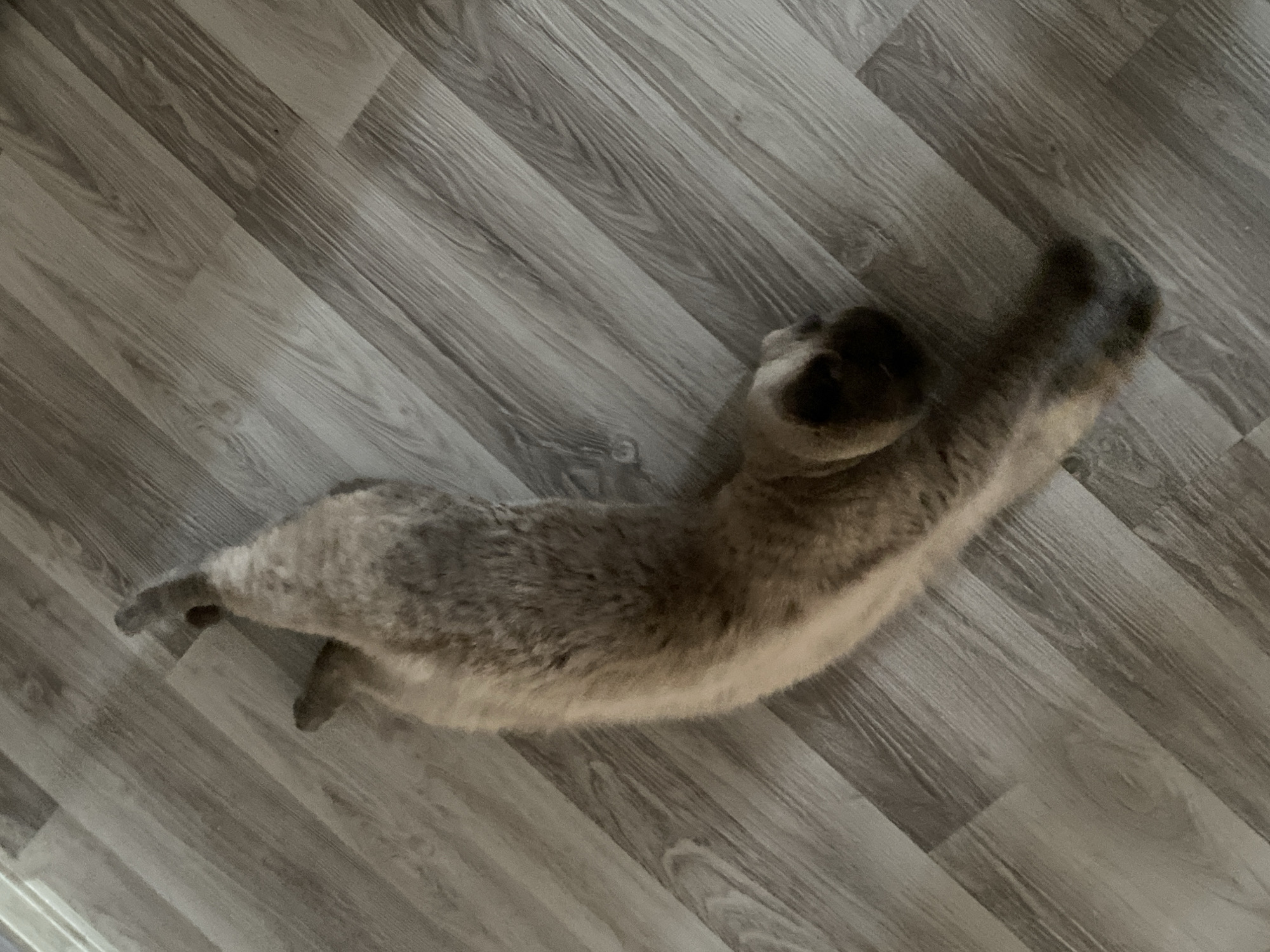 A cat is lying on a gray wood-patterned floor. The cat is mostly gray with some brown coloring, and is stretching with its front paws extended to the right. The photo appears to have been taken from above and is angled. There is no indication of this image being taken in Alanya, Turkey.