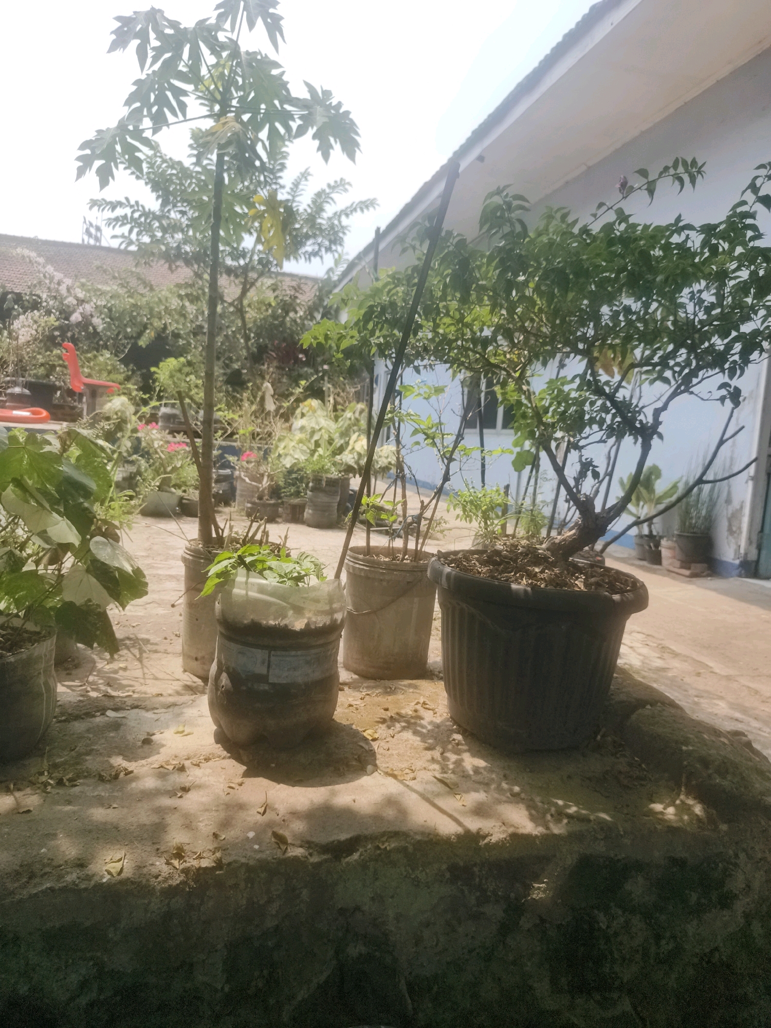 The image depicts an outdoor scene with several potted plants arranged on a concrete surface. A white building with a light blue trim is visible in the background, with a portion of its roof extending towards the right side of the frame. The environment appears to be a residential area, likely a backyard or a garden space. The lighting suggests it is daytime, possibly late morning or early afternoon, given the harsh shadows cast by the plants.
Specifically, in the foreground, there are multiple potted plants of various sizes and in different containers. Some containers appear to be repurposed plastic bottles, while others are traditional pots. One prominent plant is a young papaya tree. In the mid-ground, a larger potted plant with a thicker trunk is situated to the right. Further back, a variety of other plants are visible, some with pink flowers, adding to the garden-like atmosphere.
The ground is a mixture of dirt and concrete, with fallen leaves scattered about. The overall impression is one of a moderately maintained outdoor space, possibly a home garden. No people are present in the image. The architectural style of the building and the style of the plants suggest a tropical or subtropical climate, consistent with locations like Bandung City, Indonesia.