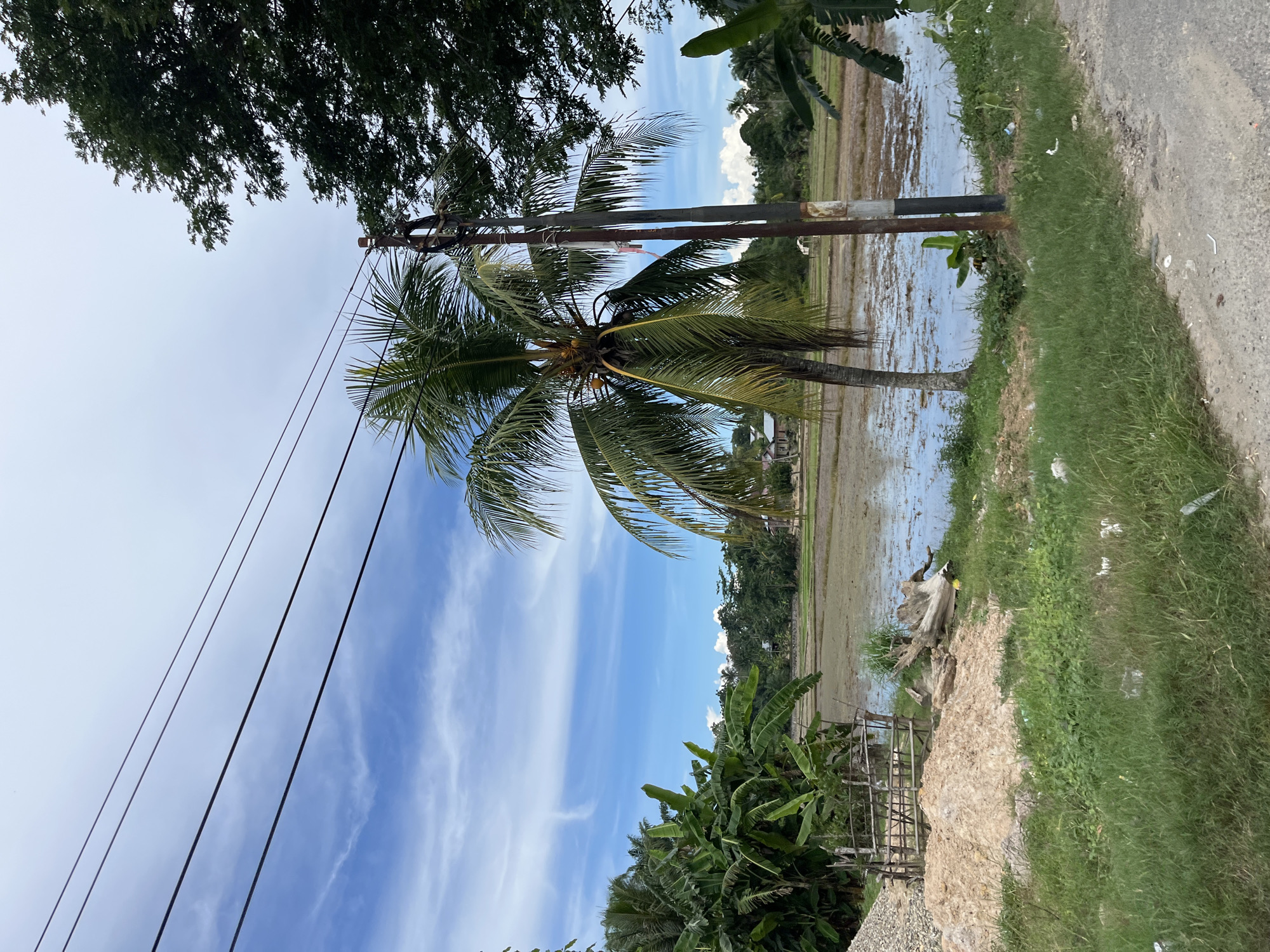 The image captures a rural landscape in Seunebobaru, Indonesia, with a flooded rice paddy in the middle ground. Several banana trees and a palm tree with coconuts are present, along with a utility pole and overhead wires. A pile of sand and gravel, a wooden fence, and a large piece of driftwood are visible on the left side of the frame. In the background, there are houses and lush vegetation. The sky is partly cloudy with a bright blue sky. The overall scene depicts a serene and natural environment.
