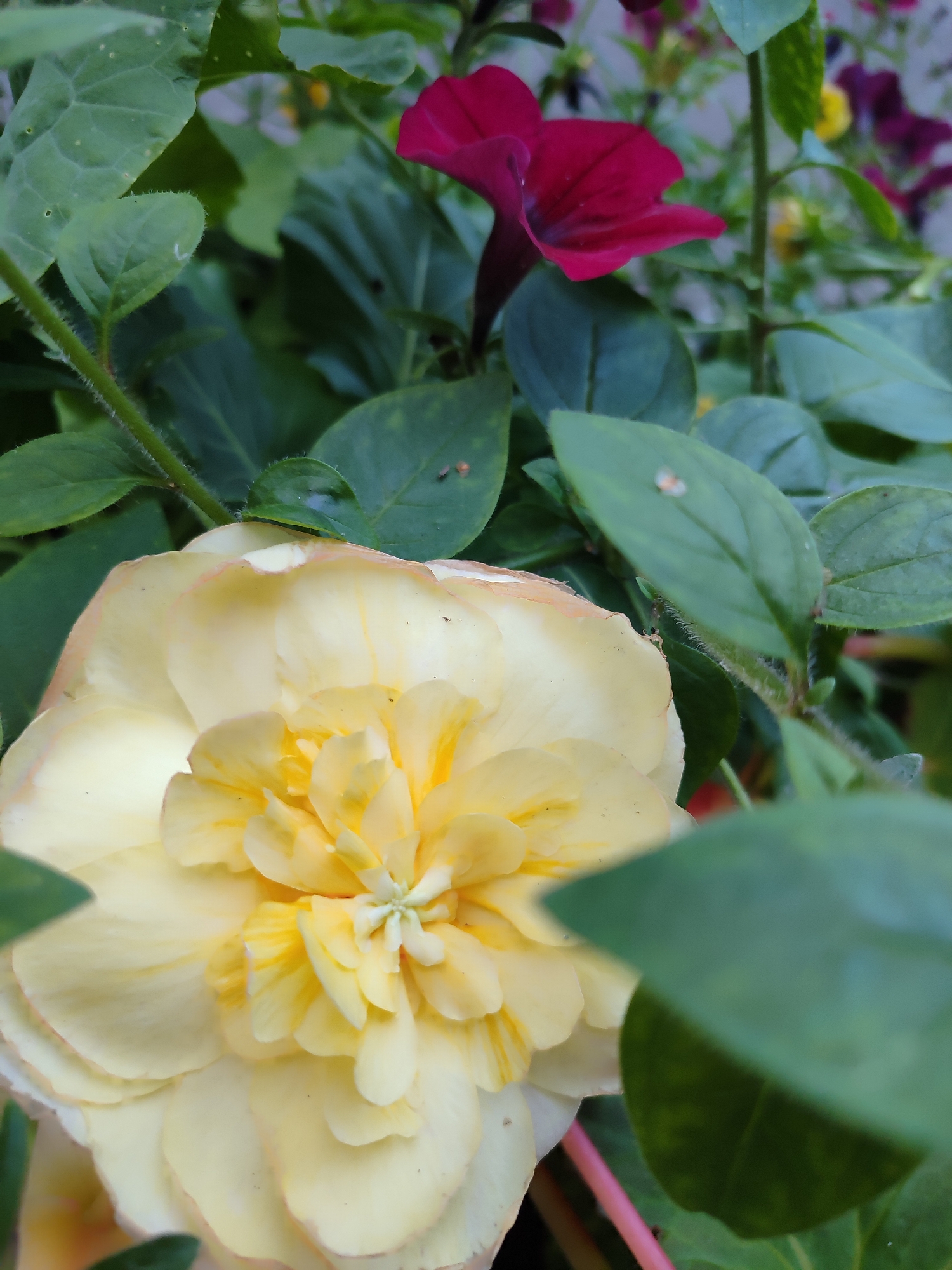 A close-up, low-angle shot captures a pale yellow, multi-petaled flower in the foreground. Its petals are layered and tinged with a delicate pink at the edges. Behind it, a deep crimson flower with darker veins blooms, its petals unfurling outwards. Lush green leaves surround both flowers, creating a vibrant backdrop. The scene is set in a garden, likely in Saint Petersburg, Russia, given the context provided. The lighting suggests an outdoor setting, possibly late morning or early afternoon. No people are visible in the image.