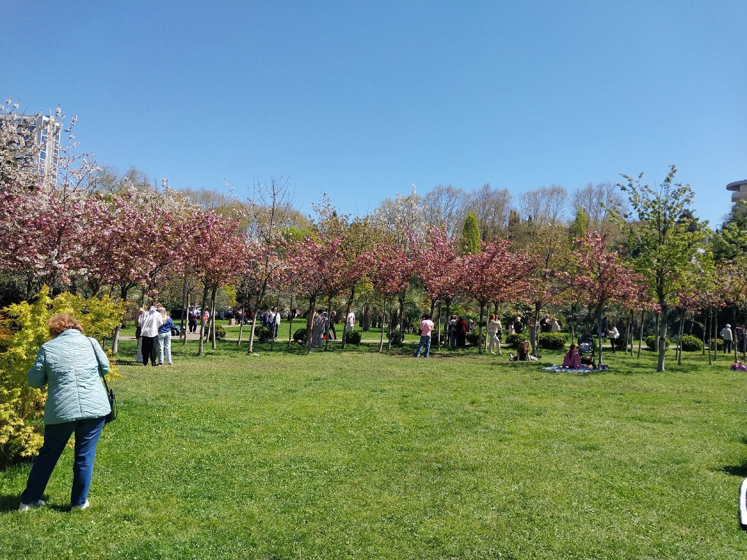 The image depicts a vibrant spring day in a park, likely in Sochi, Russia. The scene is characterized by bright green grass and numerous flowering trees, predominantly cherry blossoms, displaying both pink and white flowers. The sky above is a clear, brilliant blue, indicating sunny weather.
Many people are present in the park, enjoying the pleasant conditions. In the foreground on the left, a woman wearing a light blue quilted jacket and dark blue jeans is partially visible, seemingly examining a bright yellow-green shrub. Further into the park, groups of individuals are scattered among the trees and across the grassy areas. Some people appear to be strolling along pathways that wind through the flowering trees, while others stand in small groups, conversing. On the right side of the midground, a person is sitting on a pink blanket on the grass, possibly picnicking, with a dark stroller positioned nearby. The overall atmosphere suggests relaxation and enjoyment of nature.
The time of day appears to be late morning or early afternoon, given the bright, direct sunlight creating soft shadows. In the far background on the left, a tall, modern-looking building is visible, contrasting with the natural park setting. There is no visible text in the image.