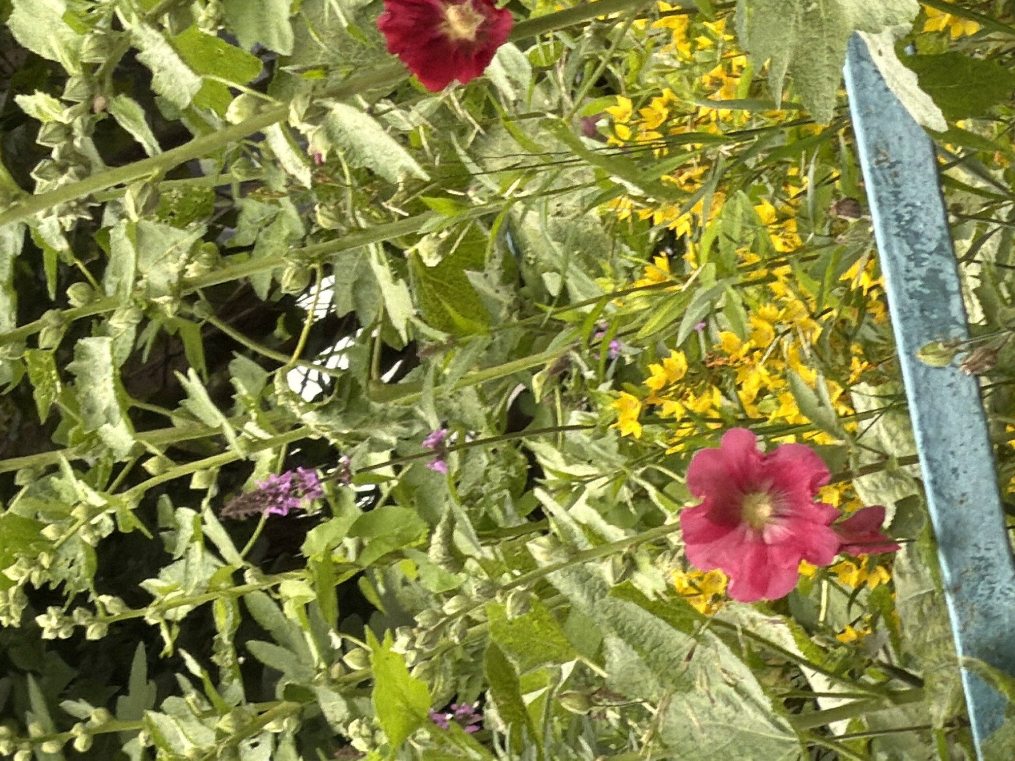 This media file depicts a close-up view of a vibrant garden with a focus on blooming flowers and lush greenery. The primary subjects are several flowers, including a prominent deep pink hollyhock in the foreground, its petals unfurling in a ruffled manner. Behind it, a cluster of small, bright yellow flowers creates a cheerful backdrop. Smaller purple flowers are also visible, adding touches of contrasting color to the scene.
The setting is clearly outdoors, within a garden. The plants are dense, with a variety of leaf shapes and sizes, suggesting a natural, somewhat wild growth. Thin, green stems crisscross the frame, supporting the blossoms and foliage. A pale blue, weathered wooden stake or plank runs vertically along the right side of the image, providing a man-made element that contrasts with the organic nature of the plants.
There is no discernible activity or event taking place; the image appears to be a still shot capturing the beauty of the garden at a particular moment. Notable details include the texture of the hollyhock petals and the way sunlight filters through the leaves, highlighting the yellow flowers in the background. The overall mood is one of natural beauty and tranquility.
The time of day is suggested to be daytime due to the brightness and clarity of the colors, likely late morning or afternoon. The weather appears to be pleasant, conducive to outdoor growth and blooming. There is no visible text in the image. While the location is specified as Moscow, Russia, there are no explicit visual cues within the image itself that would confirm this specific location.
