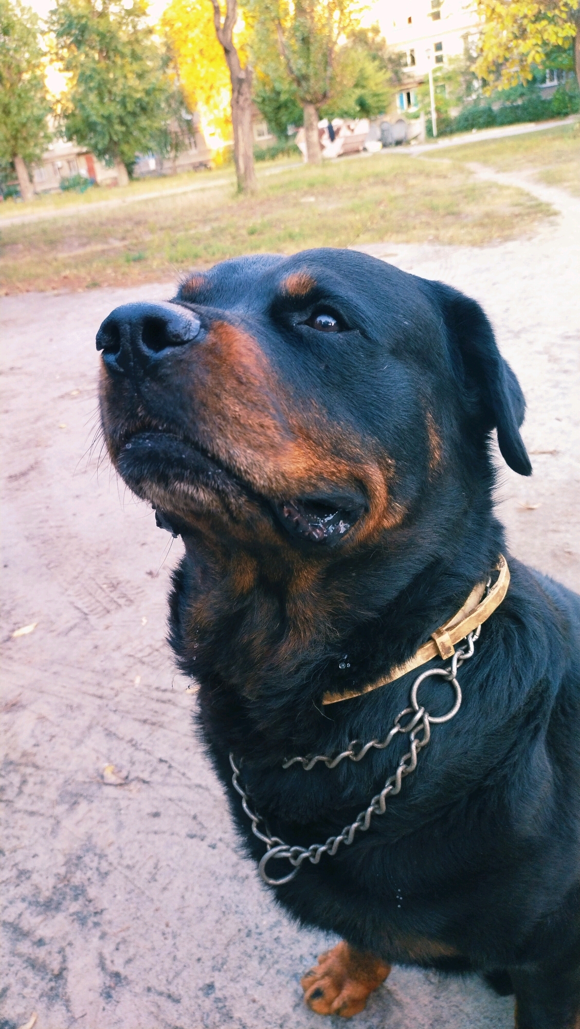 A Rottweiler dog, wearing a gold and silver chain collar, is pictured outdoors in what appears to be an urban park or courtyard in Horishni Plavni, Ukraine. The dog is looking upwards and to its left, with its mouth slightly open, revealing some moisture. The ground is dirt and gravel. In the background, there are trees with autumn foliage, apartment buildings, and a pathway. The lighting suggests it is late afternoon.