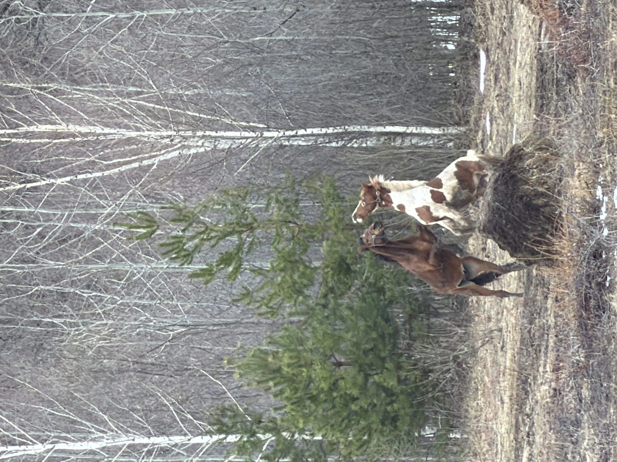 The image depicts two horses in a wooded area, likely in the vicinity of Noviy, Russia, given the prompt's reference. One horse is brown and white with spots, while the other is solid brown. They are standing near a bush and bare trees. The environment appears to be transitioning from late winter to early spring, based on the lack of leaves on the trees. The ground is a mix of dried vegetation and dirt. The horses wear bridles, suggesting they are domestic or managed animals. The image is somewhat blurred, which could indicate that it was taken at a distance or with a moving camera.