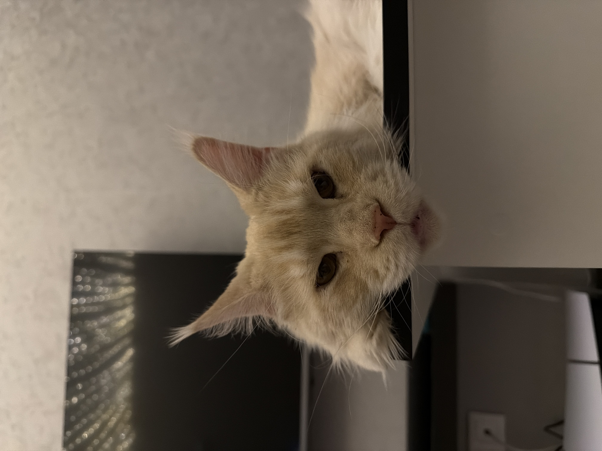 A pale orange cat peers upside down from behind a black and white cabinet. The cat is indoors and the location is unknown.