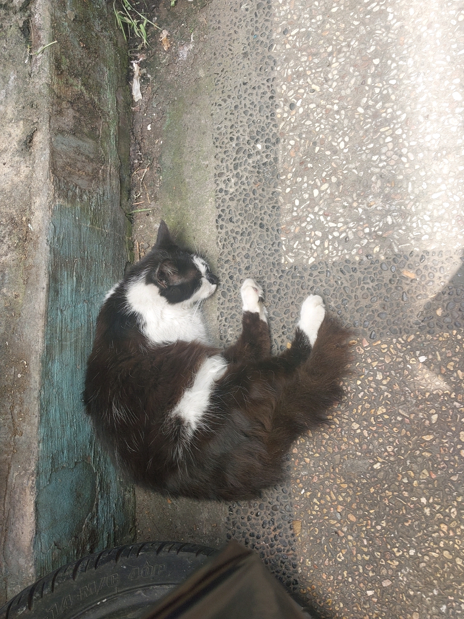 A black and white cat is sleeping curled up on a textured concrete surface. The cat has dark fur with white markings on its chest, paws, and face. The concrete area appears to be part of an outdoor walkway or sidewalk, with a darker, rougher texture on the left and a lighter, pebbled texture on the right. To the left of the cat, there is a wall or raised curb with a weathered, greenish-blue surface. Some sparse dry grass and debris are visible on the ground near the wall. In the lower left corner, a portion of a tire is visible. The scene is illuminated by natural light, casting shadows on the pebbled surface. The image was captured on a street in Malang, Indonesia.