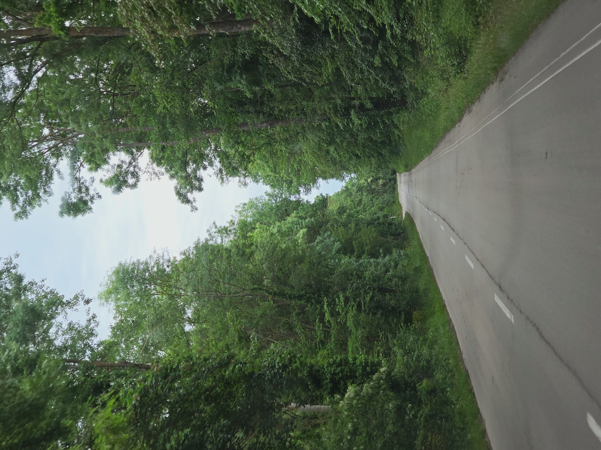 The image depicts a rural road, possibly in Novo Oriahovo, Bulgaria, as indicated by the prompt. The asphalt road extends into the distance, marked by white painted lines along its center and edges. Lush green foliage, likely trees and shrubs, densely flanks both sides of the road, forming a natural canopy overhead. A glimpse of the pale sky is visible between the trees, suggesting a bright day. The road appears vacant of people or vehicles.