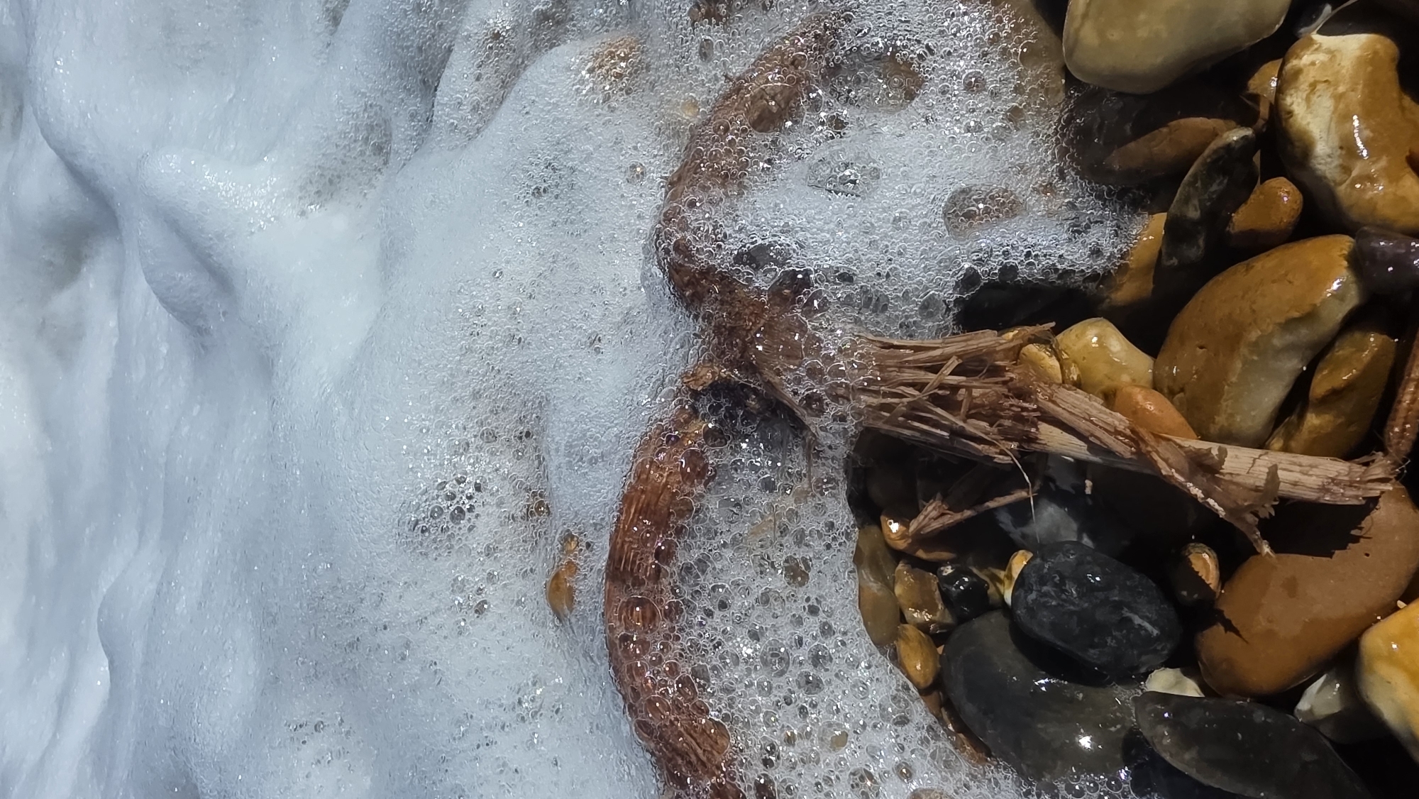 The image depicts a close-up view of a beach with foamy seawater washing over pebbles and driftwood. The foam is white and frothy, with numerous small bubbles. The pebbles are smooth and rounded, with a variety of colors including grey, black, brown, and yellow. Some of the pebbles are wet and shiny. There is a piece of driftwood, which appears to be dry and fibrous, partially submerged in the foam and resting on the pebbles. Small fragments of seaweed or other organic material are also visible amongst the pebbles. The image was captured on the beach in St Leonards, United Kingdom. There are no people visible in the image.