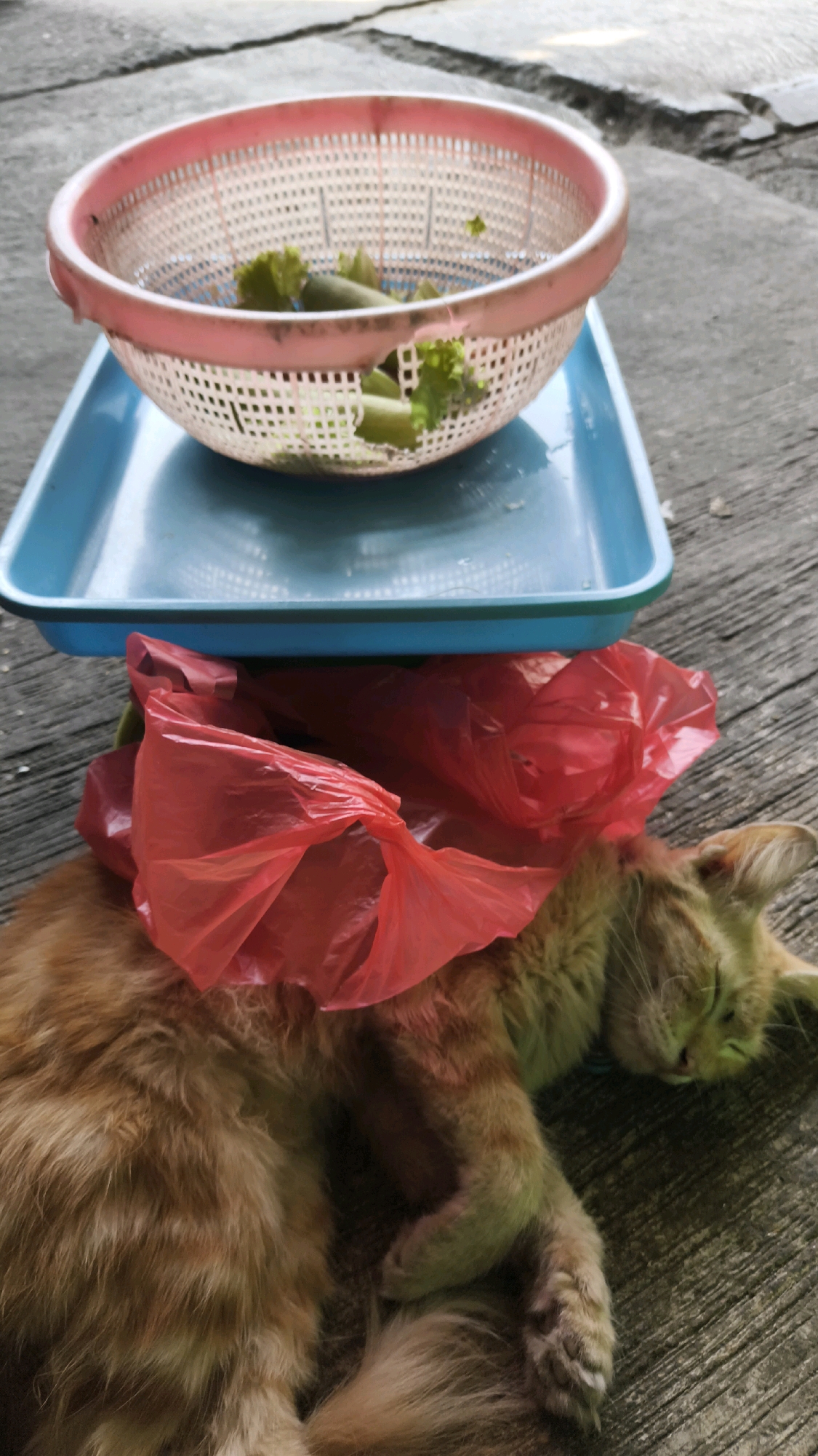 An orange tabby cat sleeps peacefully on a concrete surface, its head resting on a red plastic bag. A blue plastic tray is positioned above the cat, and on the tray sits a pink colander containing pieces of green vegetables. The scene appears to be outdoors, possibly in a residential area of Bekasi, Indonesia, given the concrete ground and the presence of household items.
