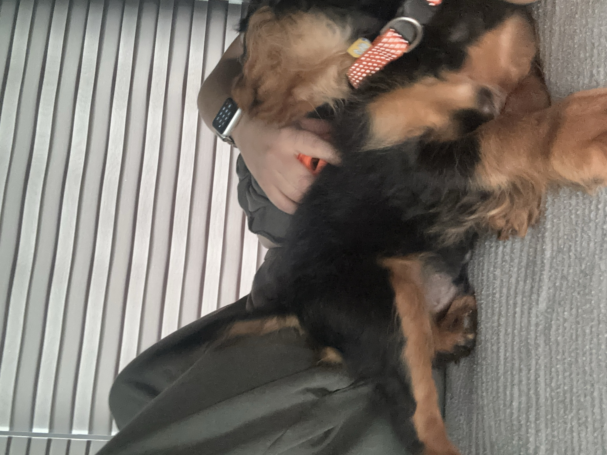 A person wearing a dark green garment and an Apple Watch is holding a small black and tan dog with an orange leash in their arms. The location is unknown and the image does not provide enough information to conclude that it is in the city of Puebla, Mexico. The dog is lying on its back. The background consists of vertically aligned, textured, light-colored panels. A grey rug is visible on the right.