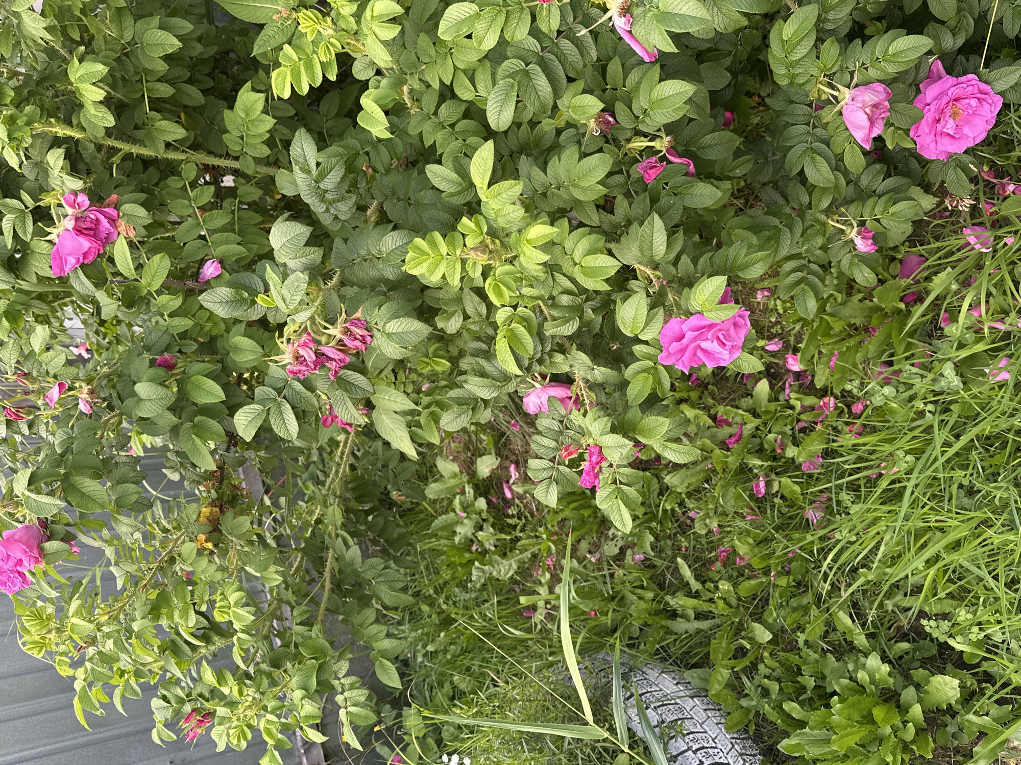 A dense, thorny rose bush with vibrant pink and fuchsia blossoms is the primary subject of this outdoor, daytime photograph. The bush is laden with leaves, some of which are a lighter, brighter green indicating new growth. Scattered petals from the roses lie on the ground beneath the bush, mingling with green grass and other low-lying vegetation. In the lower left corner of the frame, a portion of a weathered tire is visible. The background consists of a gray metal fence. The overall scene suggests an overgrown garden or yard area within a naturalistic setting. The location is identified as Petropavlovsk-Kamchatsky, Russia. There are no people or animals present in the image.