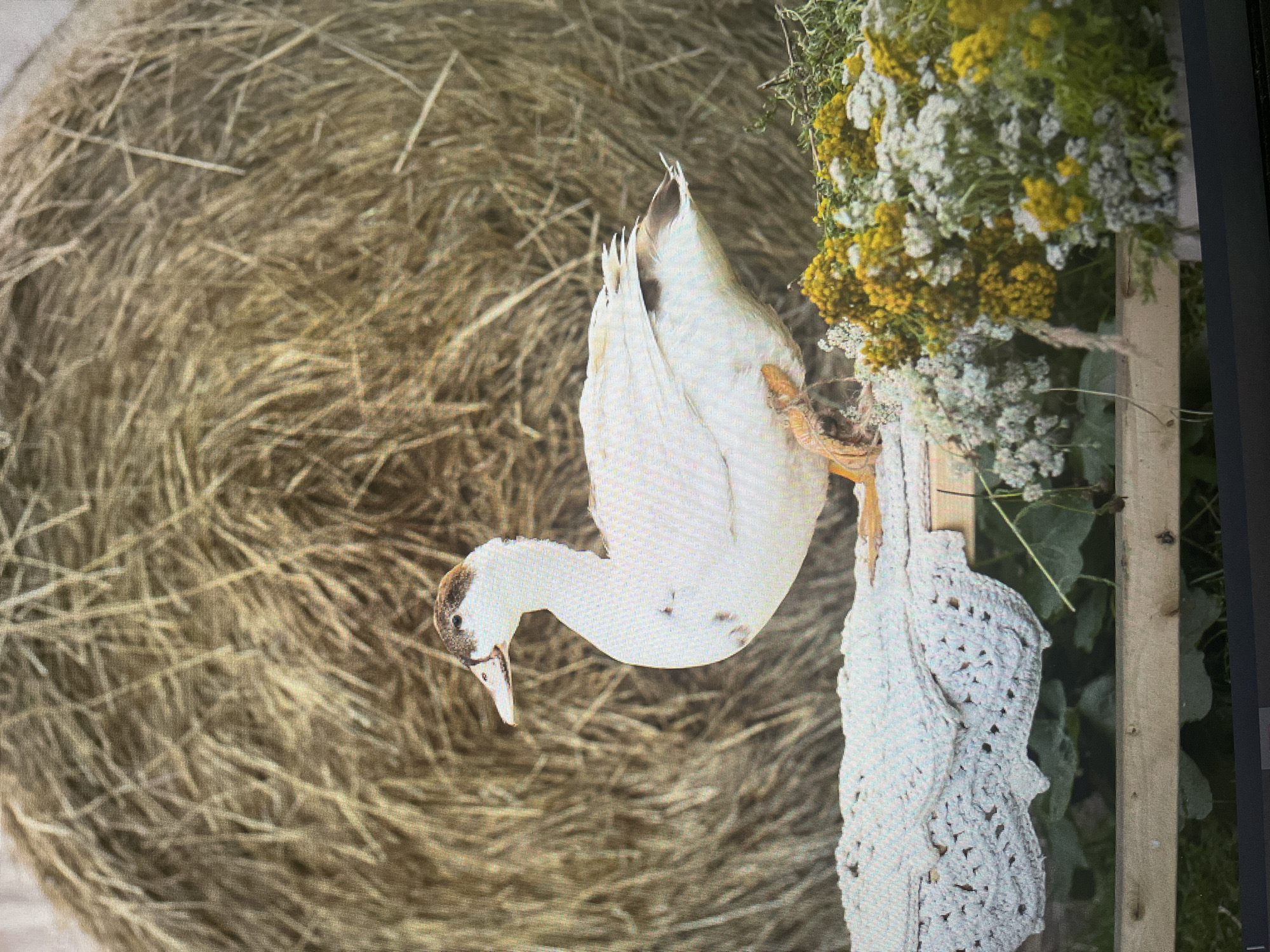 A white duck with brown markings on its head stands on a wooden platform in front of a large bale of hay. The platform is covered with a white crocheted cloth on the left side, and a bouquet of yellow and white flowers on the right. The background consists of the textured hay bale, which fills most of the frame. The lighting suggests an outdoor, natural setting. The scene is located in the city of Izhevsk, Russia.