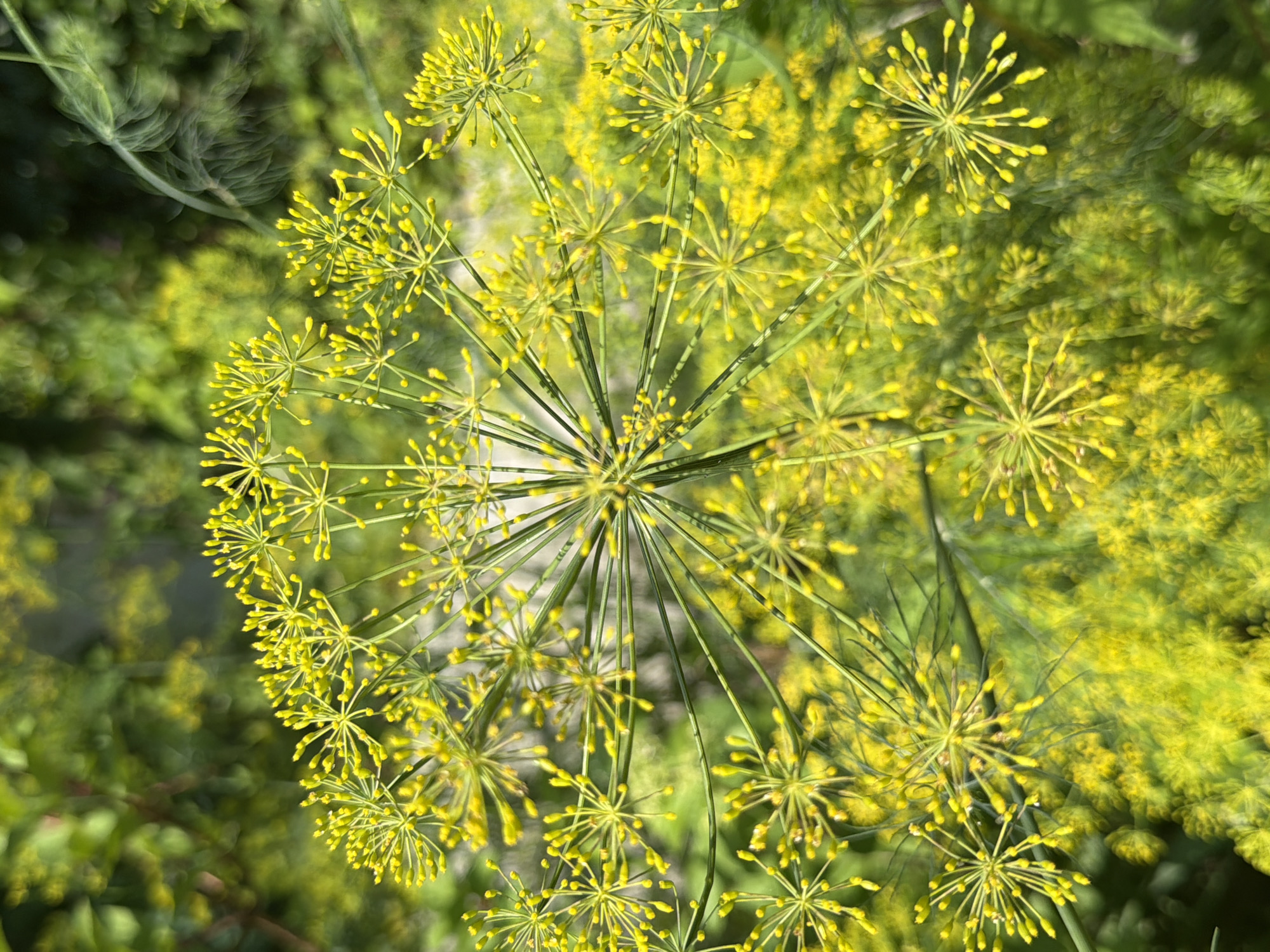 The image shows a close-up of dill flowers, characterized by their delicate, umbrella-shaped clusters of tiny yellow florets. The flowers are a vibrant yellow against a soft, blurred background of green foliage, suggesting an outdoor environment. The focus is sharp on the intricate details of the dill blossoms, revealing their feathery stems and numerous small buds. The lighting appears natural, likely sunlight, highlighting the texture and form of the plants. No people or specific landmarks are visible, but the dense greenery implies a natural setting. This scene could be observed in Gribki, Russia, known for its natural landscapes and gardens, where dill is commonly cultivated for culinary and medicinal purposes.