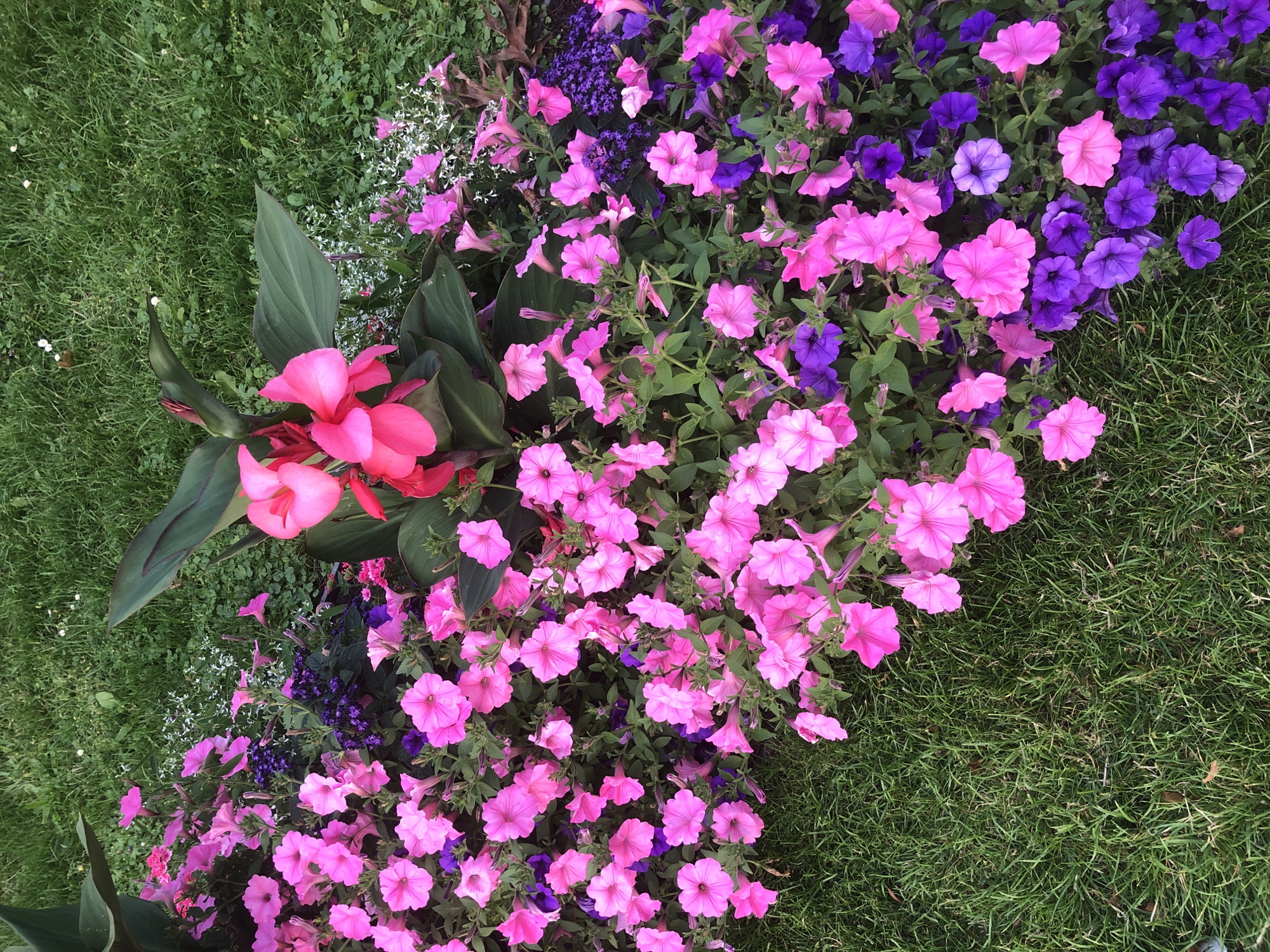 A close-up, high-angle shot captures a vibrant flowerbed filled with an array of colorful blooms set against a backdrop of lush green grass. The flowerbed is densely packed with pink petunias, their trumpet-shaped flowers facing upwards. Interspersed among the pink petunias are clusters of deep purple flowers, adding a striking contrast. In the upper central portion of the image, a large plant with broad, dark green leaves features two striking bright pink canna lily flowers. The overall scene suggests a well-maintained garden or public space. The image is devoid of people or any discernible urban features, making it impossible to definitively locate it within Warsaw, Poland or any specific city.