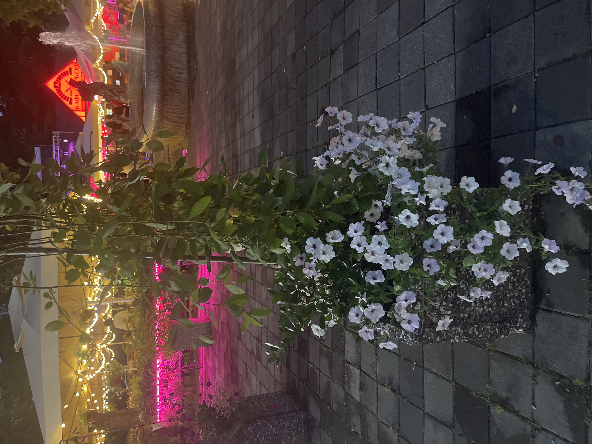 The image depicts an outdoor evening scene in an urban setting. In the foreground, a large stone planter overflows with white petunias and green foliage, some of which hangs down. The planter sits on a paved area made of square, dark gray tiles. Beyond the planter, a pathway leads to an area with outdoor seating under large white umbrellas, illuminated by strings of warm-toned fairy lights. Several people are visible sitting at tables and walking around. To the right, a circular stone fountain is active, with water spraying upwards. In the background, a building with a distinctive triangular roof is visible, featuring a red neon sign with Cyrillic lettering that reads "КАФЕ ДЕРКОВ" (KAFE DERKOV). Pink lighting illuminates another area to the left of the frame, likely another part of the establishment. The overall atmosphere suggests a lively outdoor dining or gathering space at dusk. The location is identified as the city of Krasnodar, Russia.
