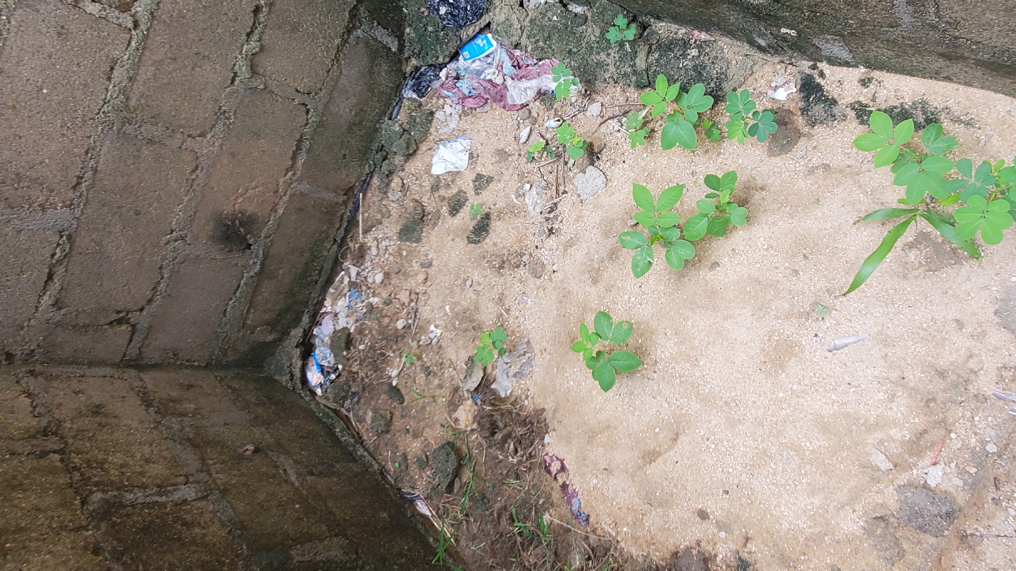 The image shows a small, confined outdoor area, likely a corner or alcove, formed by concrete block walls. The ground is a mixture of sand, dirt, and debris, including plastic waste such as bags, wrappers, and colorful scraps of material. Several small, green plants are growing sporadically in the sand. The overall impression is one of neglect and disarray. This scene is consistent with an unsanitary area within Jalingo, Nigeria, possibly a neglected backyard, a poorly maintained public space, or an area around informal refuse disposal. There are no people or animals visible in the image.
