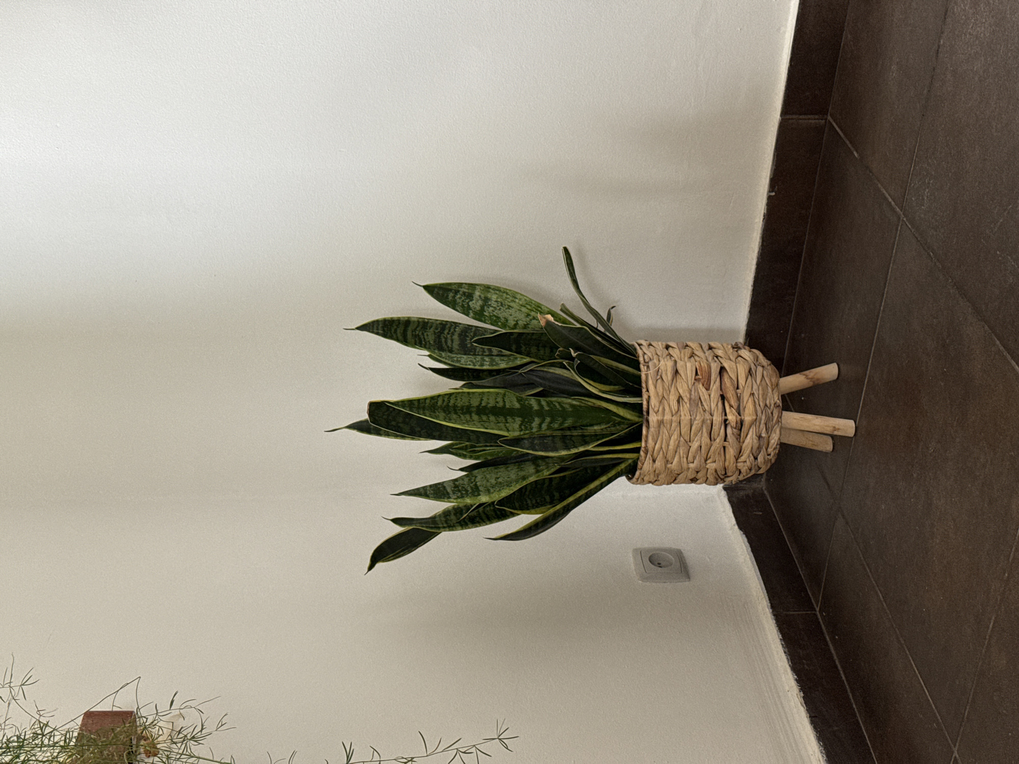 The image shows a snake plant in a woven basket with wooden legs, placed in a corner of a room. The plant has tall, sword-shaped leaves with dark green edges and lighter green stripes. The basket is light brown and intricately woven. The floor is tiled with dark brown square tiles. The wall is painted a light cream color, and there is a white electrical outlet on the wall to the left of the plant. A thin, trailing plant is visible hanging from the upper left corner of the image. The scene is indoors, likely a residential setting. There are no people or animals present. The location of Łódź, Poland is not depicted in this image.