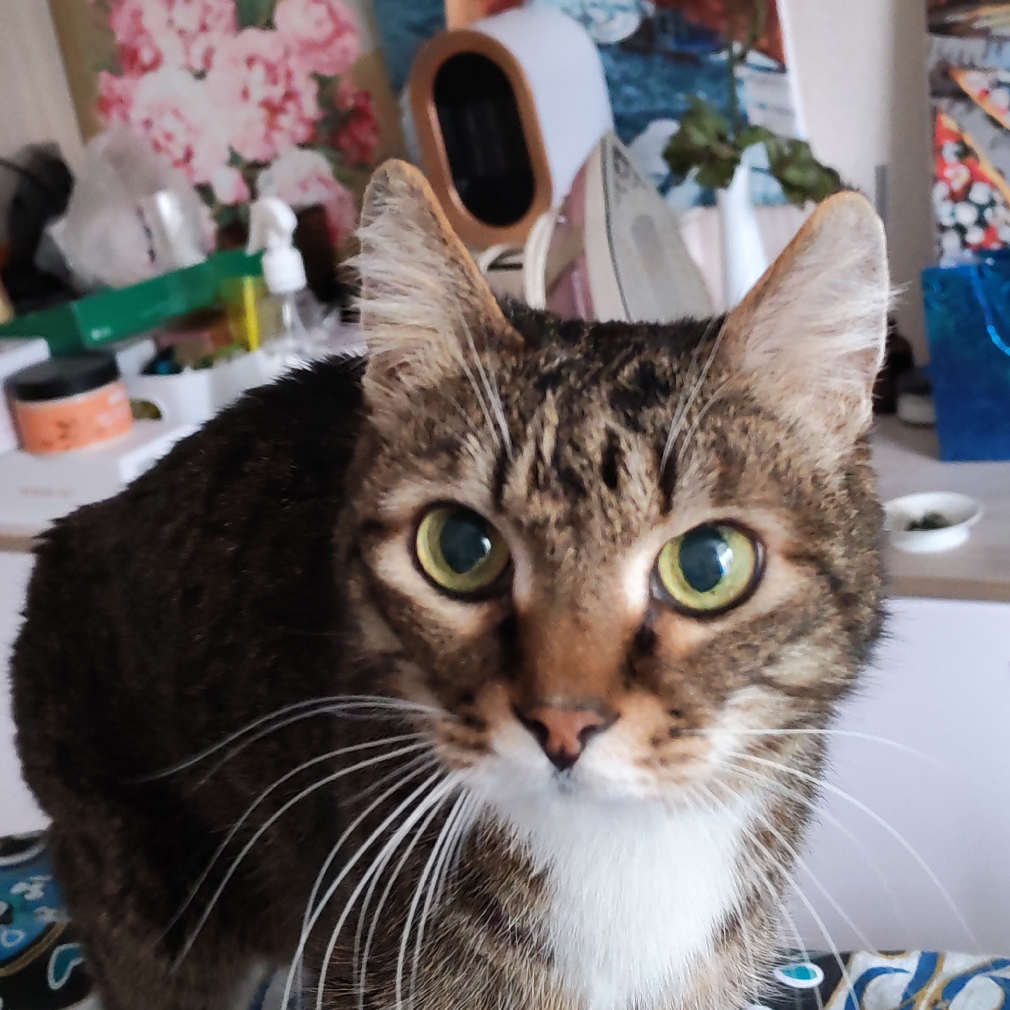 A close-up photograph captures a tabby cat with a white chest patch. The cat has green eyes and its ears are erect. The background is cluttered, displaying various objects including what appears to be a floral painting, a humidifier, skincare products, and a small dish. The photo was likely taken indoors in a domestic setting. There is no confirmation from the picture that the location is Chaikovsky, Russia.