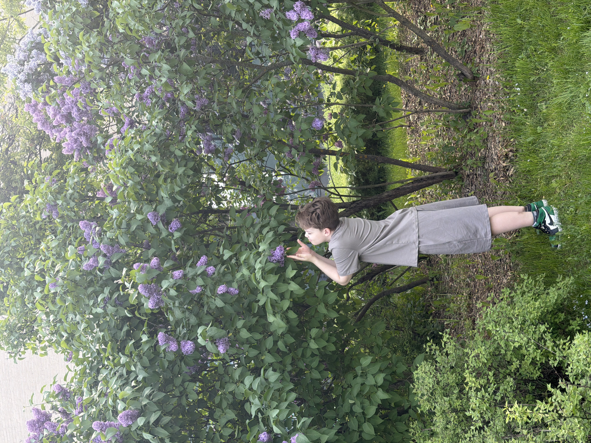 A young boy wearing a gray short-sleeved shirt and gray shorts stands in front of a large lilac bush with purple flowers. He is touching the flowers with his hands. The scene appears to be outdoors, with grass and other bushes visible in the background.