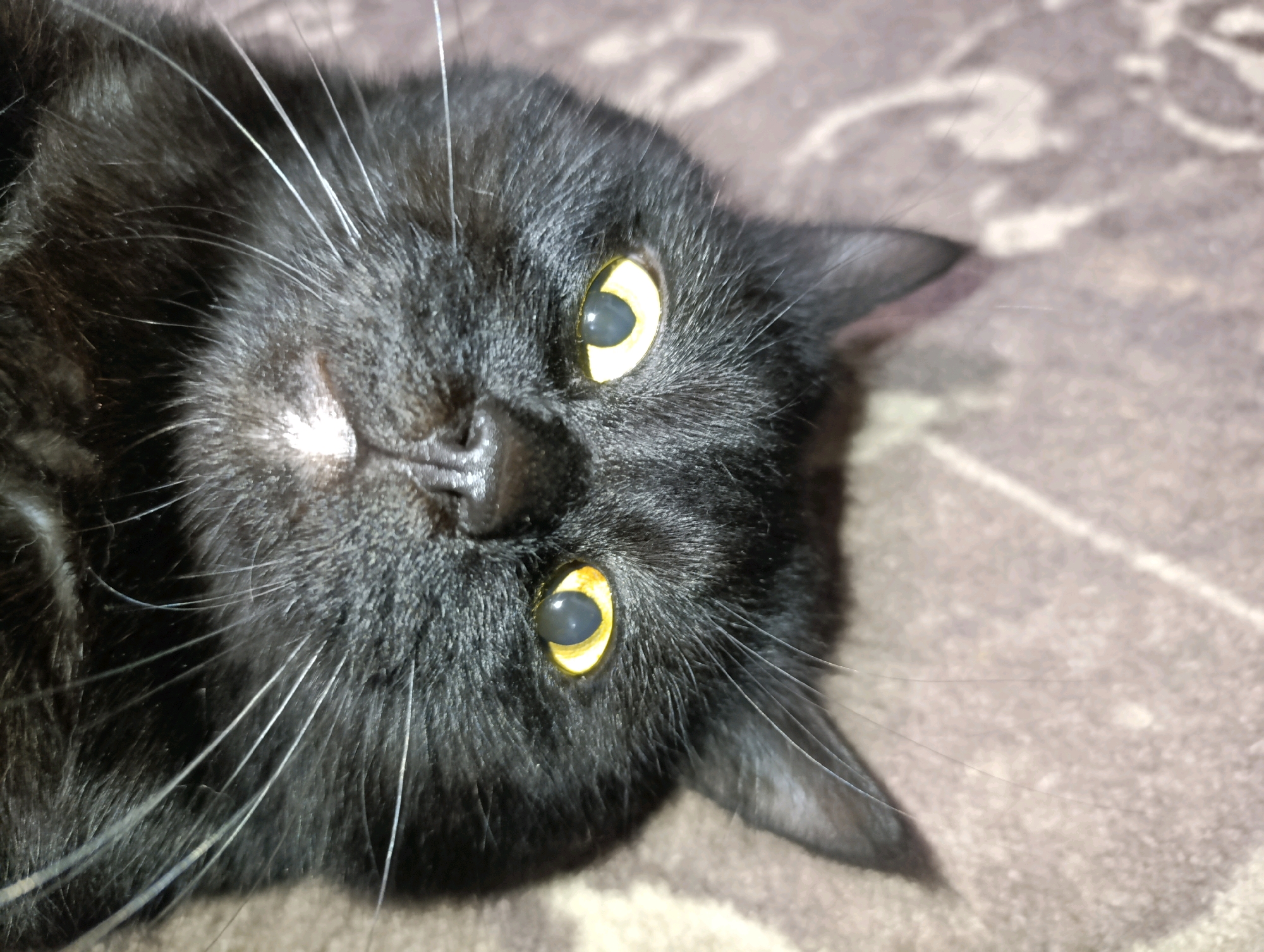 A close-up, overhead shot shows the face of a black cat. The cat is lying on its back with its head tilted. Its eyes are open and yellow with black pupils. Its whiskers are long and white. The background is a blurry brown and beige patterned surface. The image was taken in Zlatopil, Ukraine.