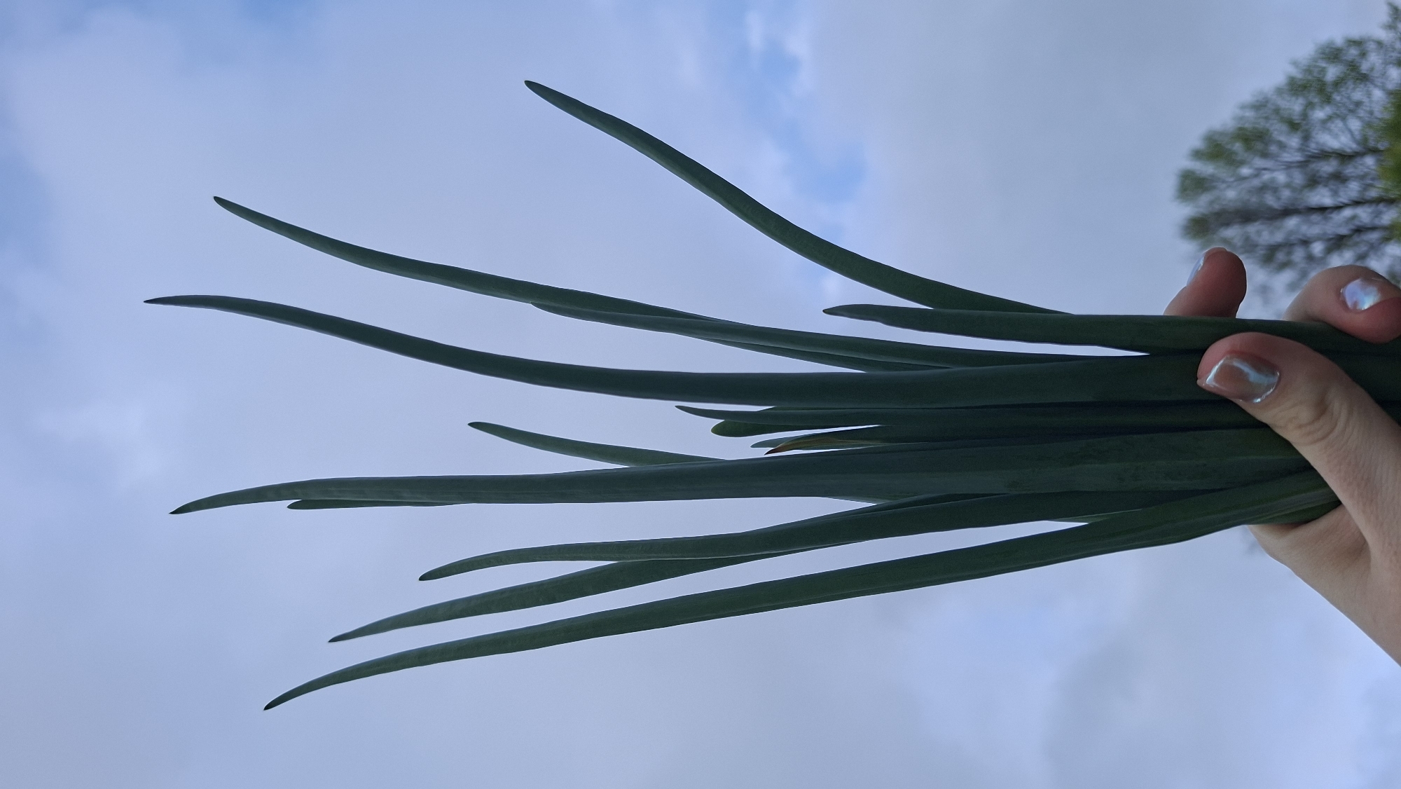 A hand holds a bunch of green onions against a cloudy sky. The onions are long and thin, with sharp tips. The hand has iridescent nail polish. In the background is a blurry green tree. The photo appears to have been taken outdoors, but the location within Большой Букор, Russia cannot be determined from the visual information.