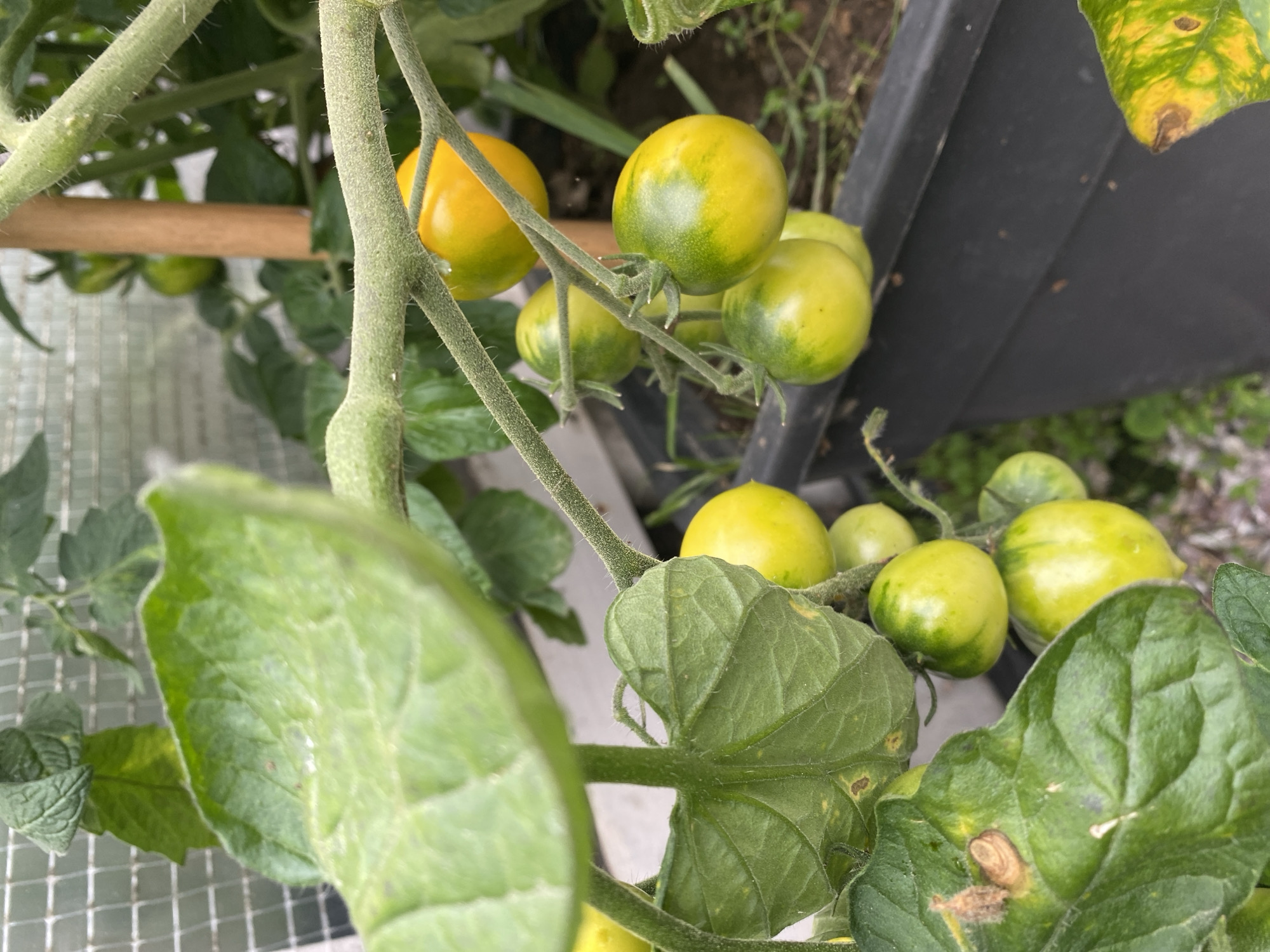 This is a close-up photograph of green and yellow unripe tomatoes growing on a vine. The tomatoes are clustered together, with some showing a transition from green to yellow. The leaves of the tomato plant are large and green, with some showing signs of browning or spotting. The vine is supported by a wooden stake and appears to be growing in a dark container or planter. In the background, a wire mesh fence can be seen, suggesting the tomatoes may be growing in a greenhouse or protected garden area. The lighting is natural and appears to be overcast or diffused. The location is specified as Tret'ya Pad', Russia.
