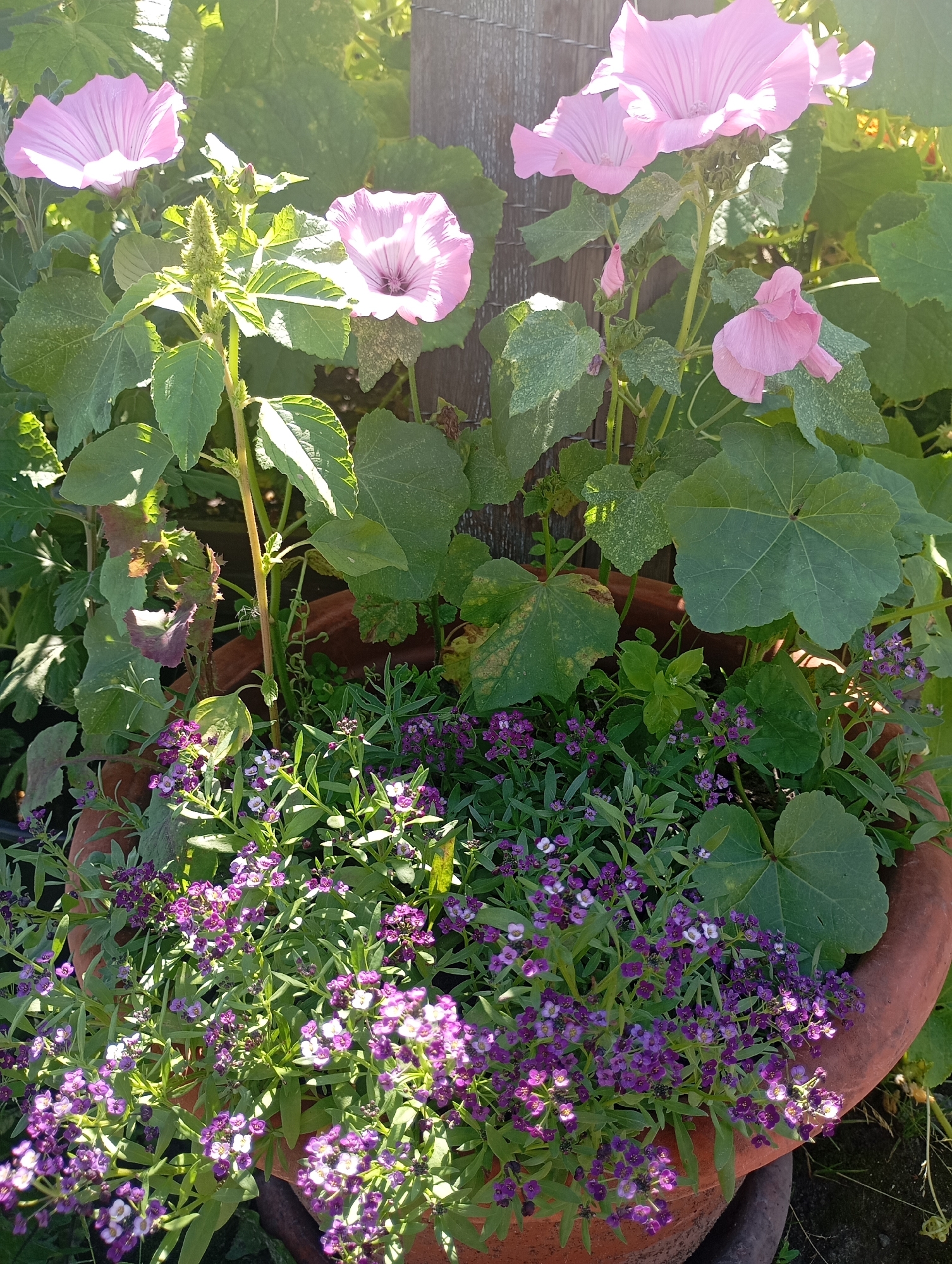 In the city of Omsk, Russia, a close-up, eye-level shot captures a terracotta pot overflowing with a vibrant arrangement of pink and purple flowers. The pink, trumpet-shaped blooms of what appear to be Mallow flowers, stand tall and regal, their delicate petals catching the sunlight. Interspersed among them are clusters of smaller, deep purple flowers, likely Sweet Alyssum, forming a rich carpet at the base of the pot. Lush green foliage provides a verdant backdrop, with large, lobed leaves of the Mallow interspersed with the finer leaves of the Alyssum. Sunlight dapples the scene, casting soft shadows and highlighting the textures of the petals and leaves. The overall impression is one of a flourishing garden, a splash of natural beauty set against an implied urban environment, likely a balcony, patio, or garden space within Omsk.