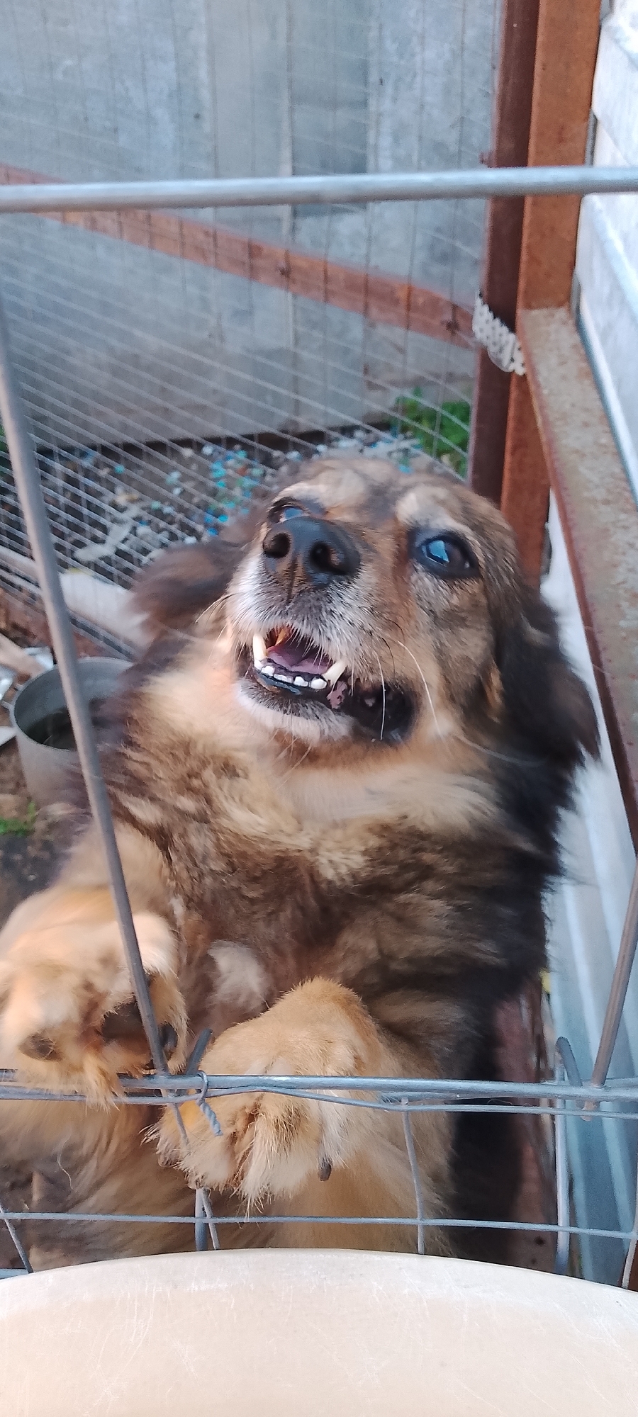 A medium shot captures a fluffy, brown and black mixed-breed dog with its head tilted upwards, looking towards the camera from behind a wire enclosure. The dog's mouth is open, revealing its teeth and pink gums, suggesting it might be panting or about to bark. Its eyes are wide, with one appearing to have a slightly dilated pupil. The enclosure consists of a wire mesh fence with horizontal metal bars, and a rough wooden post is visible on the right side, painted brown. In the background, a grey concrete wall is visible, and to the left of the dog, a gray metal bucket or container is present. The ground within the enclosure appears to be covered in dirt and possibly some colorful plastic debris. The scene is set outdoors, with the lighting suggesting it might be late afternoon or early evening. The image does not contain any specific landmarks or elements that would allow for precise localization within Belgorod, Russia.
