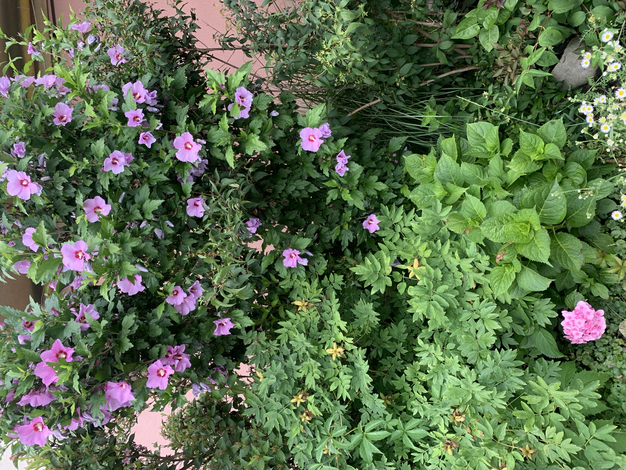 The image shows a lush garden with a variety of flowering plants and greenery against a pink wall. In the foreground, a cluster of vibrant pink hydrangea flowers is visible, interspersed with smaller white flowers with yellow centers. Behind the hydrangeas, a dense arrangement of various green leafy plants fills the midground. Prominently featured is a large hibiscus bush with numerous pale purple flowers with deep red centers. Some of the hibiscus flowers are fully open, while others are still buds. The background reveals a portion of a pink building wall and the dense foliage of other shrubs and trees. The scene is well-lit, suggesting it was captured during daylight hours. There are no people or animals visible in the image. The overall impression is that of a thriving, well-maintained garden.