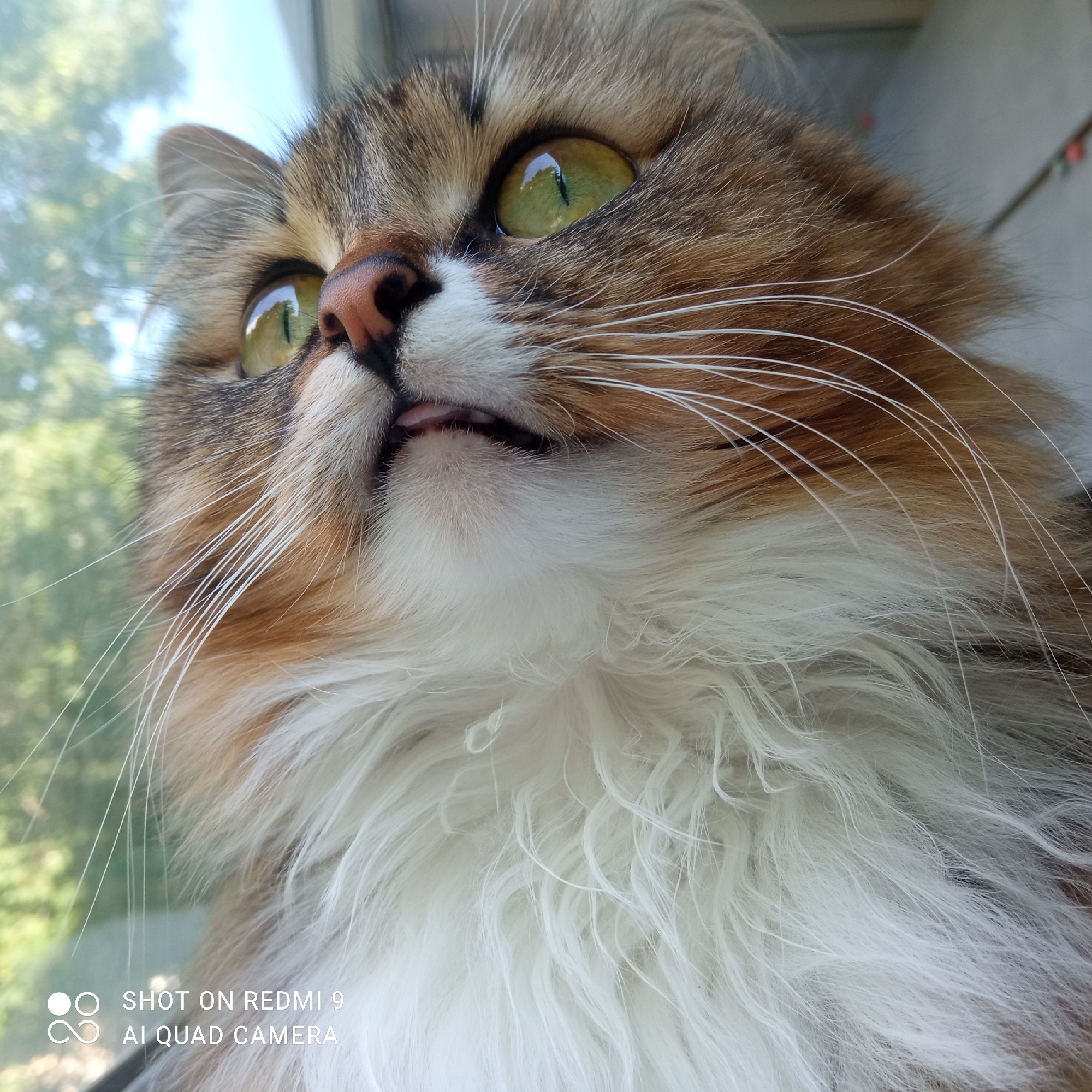 A close-up, low-angle photograph captures a domestic cat looking upward and slightly to the left, peering out of a window in Chaikovsky, Russia. The cat has prominent, bright green eyes with vertical pupils, a pink nose, and long, white whiskers that fan out from its face. Its fur is a fluffy blend of brown tabby patterns, white fur around its muzzle and chest, and some ginger patches on its face. A tiny portion of its pink tongue is visible, suggesting a curious or relaxed "blep" expression.
Through the window, blurred green foliage and a bright, clear sky are visible, indicating it is daytime with sunny weather. The light reflects distinctly in the cat's eyes. The bottom left corner of the image contains a watermark that reads: "SHOT ON REDMI 9" and "AI QUAD CAMERA".