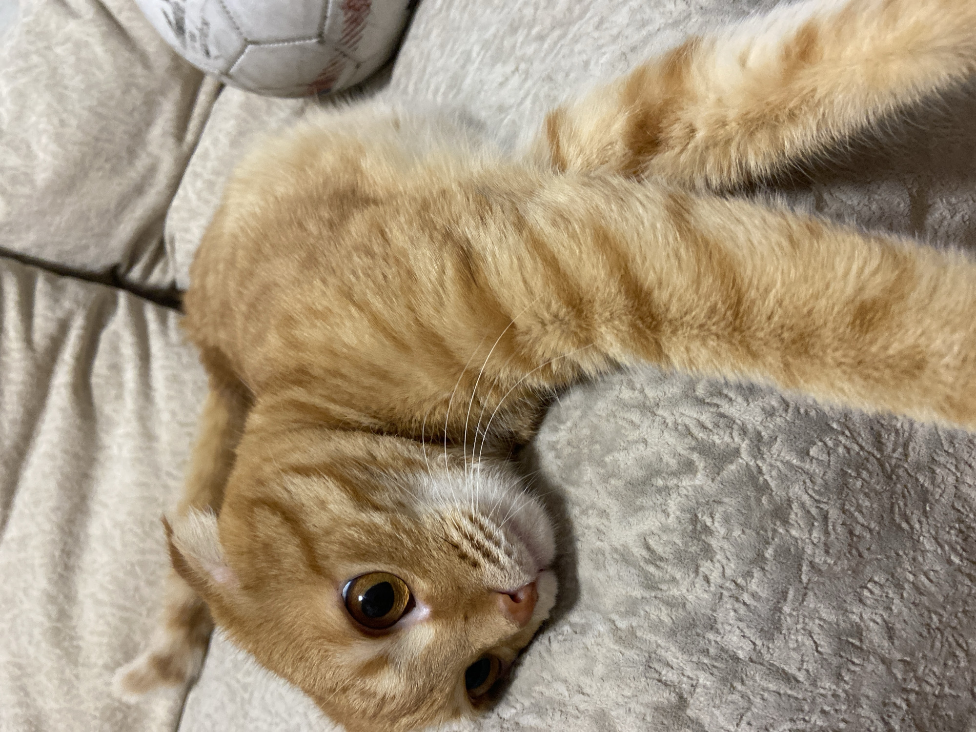 An orange tabby cat is lying on a beige, textured surface. The cat's head is on the left side of the image, facing left, with its body stretching towards the right. The cat's fur is striped with darker orange markings. To the right of the cat, a portion of a white and red soccer ball is visible. The background is a soft, beige surface, possibly a couch or bed. There is no indication of the city of Balashikha, Russia, in the image.