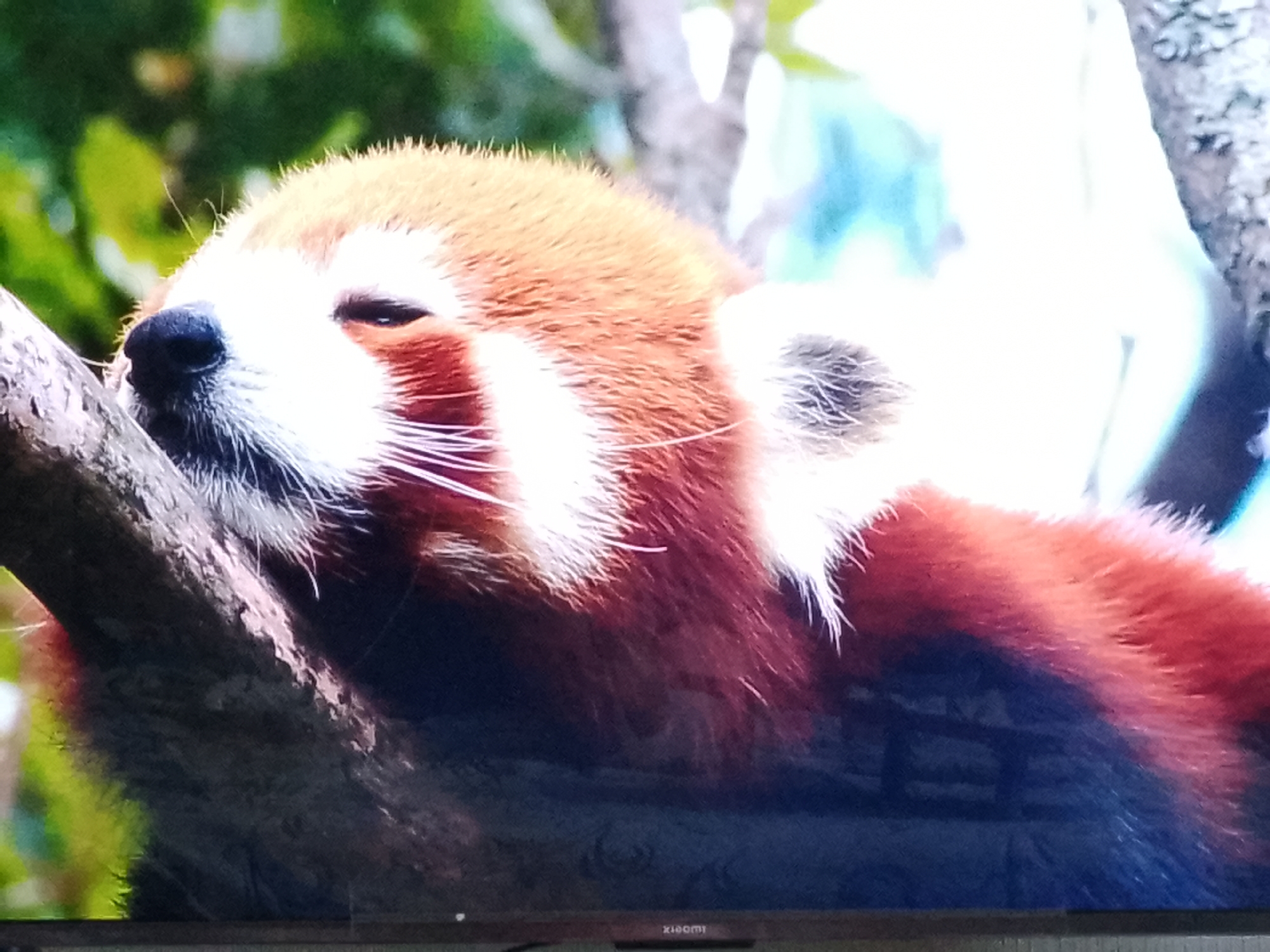 A red panda is resting on a tree branch. The panda has reddish-brown fur, white markings around its eyes and muzzle, and long, white whiskers. Its eyes are closed, and its head is resting on its paws. The background is blurred, with green foliage and trees visible. The image appears to be taken in a natural or zoo setting, but there is no information to suggest a specific location in Chișinău, Moldova.