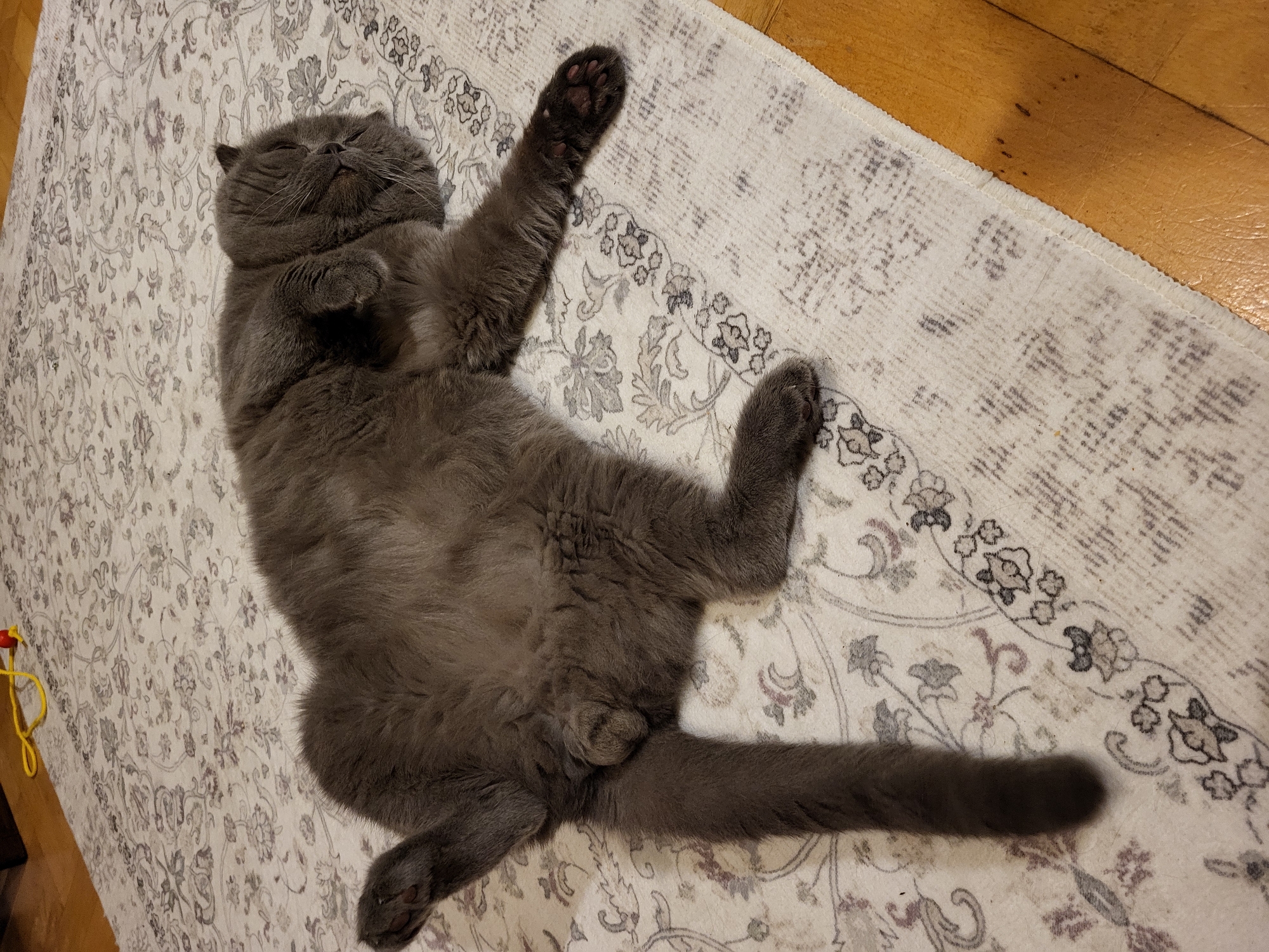 A grey cat is lying on its back on a patterned rug. The rug is primarily white with grey and beige floral patterns. The cat's face is relaxed with its eyes closed. One paw is raised with its toe beans visible. The other paws and tail are outstretched. The rug is partially on a wooden floor. A yellow object is visible on the bottom left.