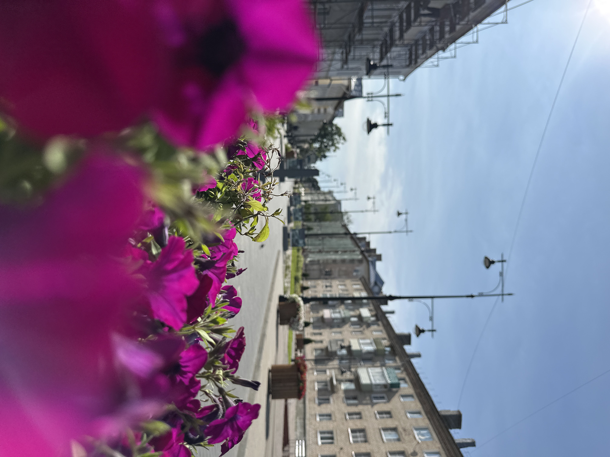 The image captures a street scene in an urban environment. In the foreground, out-of-focus bright pink petunias dominate the lower portion of the frame, with some green foliage visible amongst them. The middle ground reveals a paved street running into the distance, bordered by sidewalks and buildings. On the left side, a building is partially covered in scaffolding, suggesting ongoing construction or renovation. Several streetlights with a classic design are visible along the street. The right side of the street features a row of multi-story apartment buildings constructed from light-colored brick, with balconies and windows visible. Planter boxes with flowers are placed along the sidewalk. The sky is a clear blue with a few wispy clouds. The overall impression is a daytime view of a residential and commercial street.