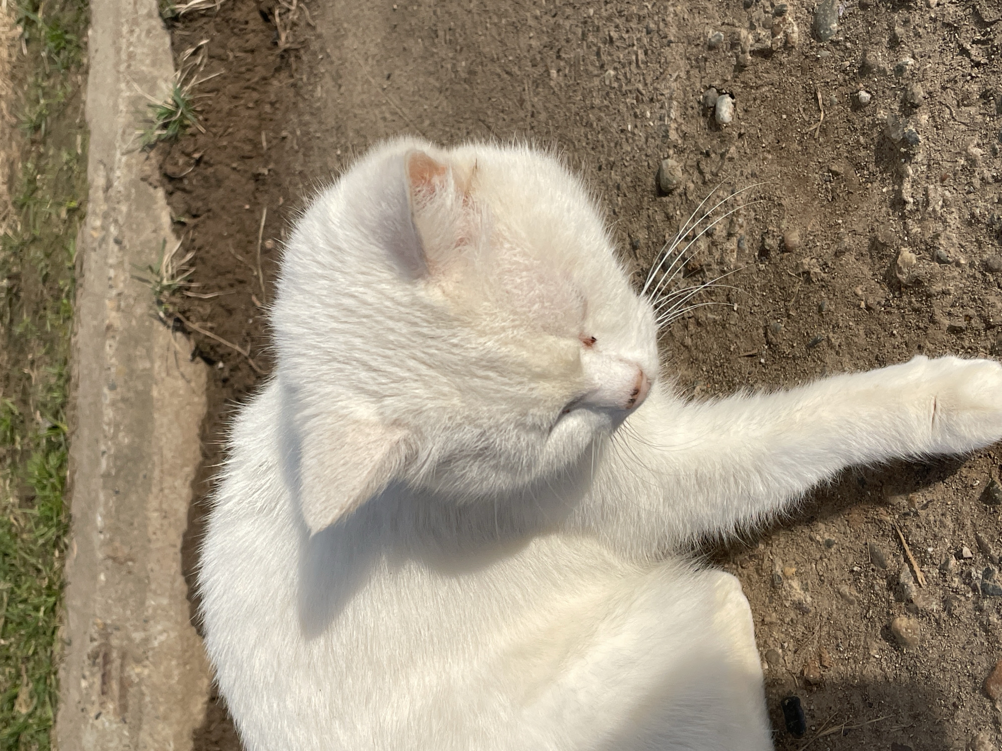 A white cat is captured in a close-up, high-angle shot, lying on the ground outdoors in Фоки, Russia. The cat's head and upper body are prominent, showcasing its thick, pristine white fur. Its eyes appear closed or squinted, suggesting it is relaxed, possibly basking in the warm sunlight which casts distinct shadows. A small, dark speck is visible near the cat's right eye/nose area. Its long, white whiskers extend prominently to the right.
The cat rests on a surface composed of earthy brown soil mixed with small pebbles and sparse dry vegetation. To the left of the cat, a grey concrete curb or edge runs vertically, with patches of green grass growing alongside it. The overall setting indicates an unpaved outdoor area. The bright lighting and sharp shadows confirm it is daytime, under clear, sunny weather conditions. There is no visible text in the image.