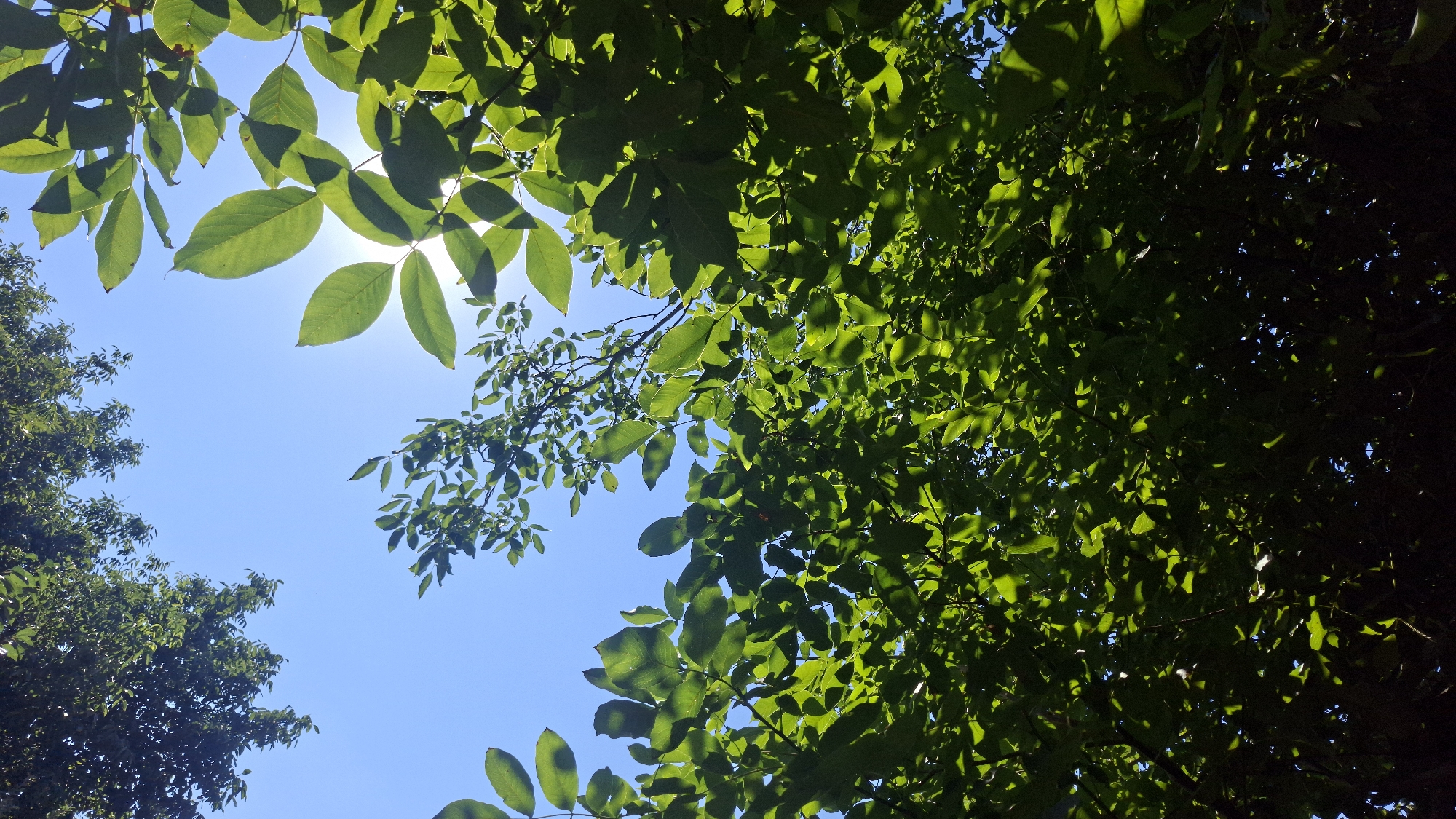 This is a low-angle, medium shot of a clear blue sky seen through the canopy of green, leafy trees. Sunlight filters through the leaves, creating bright highlights and dappled shadows. The leaves are various shades of green, some appearing translucent where the light shines through them. On the left side of the image, a denser cluster of trees with darker green foliage is visible. The scene depicts a natural outdoor environment, likely a park or forested area, in Shyriaieve, Ukraine. There are no people or animals present in the image. The perspective suggests the viewer is looking upwards from the ground.