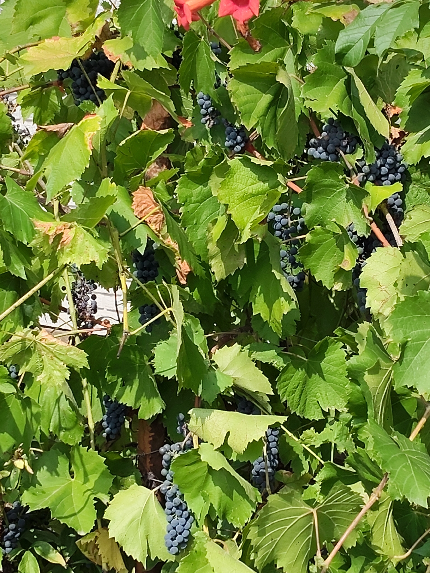 A close-up shot captures a dense cluster of dark purple grapes hanging from a vine, nestled amongst vibrant green leaves and some dried, brown foliage. The sunlight casts shadows on the leaves, highlighting their textures and veins. The background is blurred, suggesting the vine is part of a larger garden or natural setting. The image appears to be taken outdoors in Mîndîc, Moldova, given the context provided.