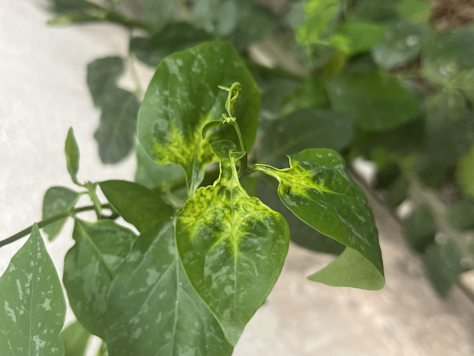 A close-up shot focuses on the leaves of a plant, likely in Meliau Hulu, Indonesia, revealing patches of yellowing interspersed with the green, indicating potential variegation or a nutrient deficiency. The leaves exhibit a slightly wrinkled or puckered texture in some areas. The background is blurred, suggesting a shallow depth of field, with hints of a light-colored wall and other greenery. No people or discernible human activity are present.