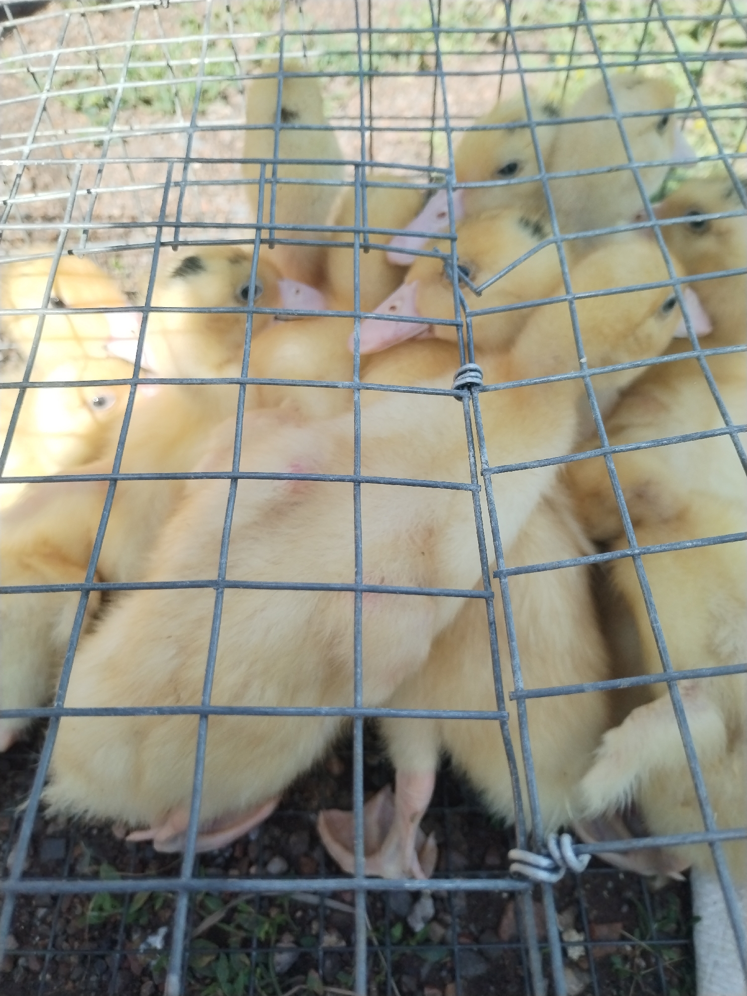 This media file shows a close-up, eye-level view of a group of yellow ducklings inside a wire cage. The ducklings are huddled together, with some appearing to be sleeping or resting. Their downy feathers are a light yellow, and some have darker markings around their eyes or on their heads. Their beaks are pinkish-orange, and their small feet are visible. The wire mesh of the cage is in the foreground, creating a grid-like pattern over the ducklings. The background is blurred but appears to be an outdoor setting with green grass and some loose soil or gravel. The lighting suggests it is daytime, possibly sunny. The overall impression is one of a collection of young, vulnerable animals contained within a protective enclosure. The location context provided is Lagerevo, Russia. There is no visible text in the image.