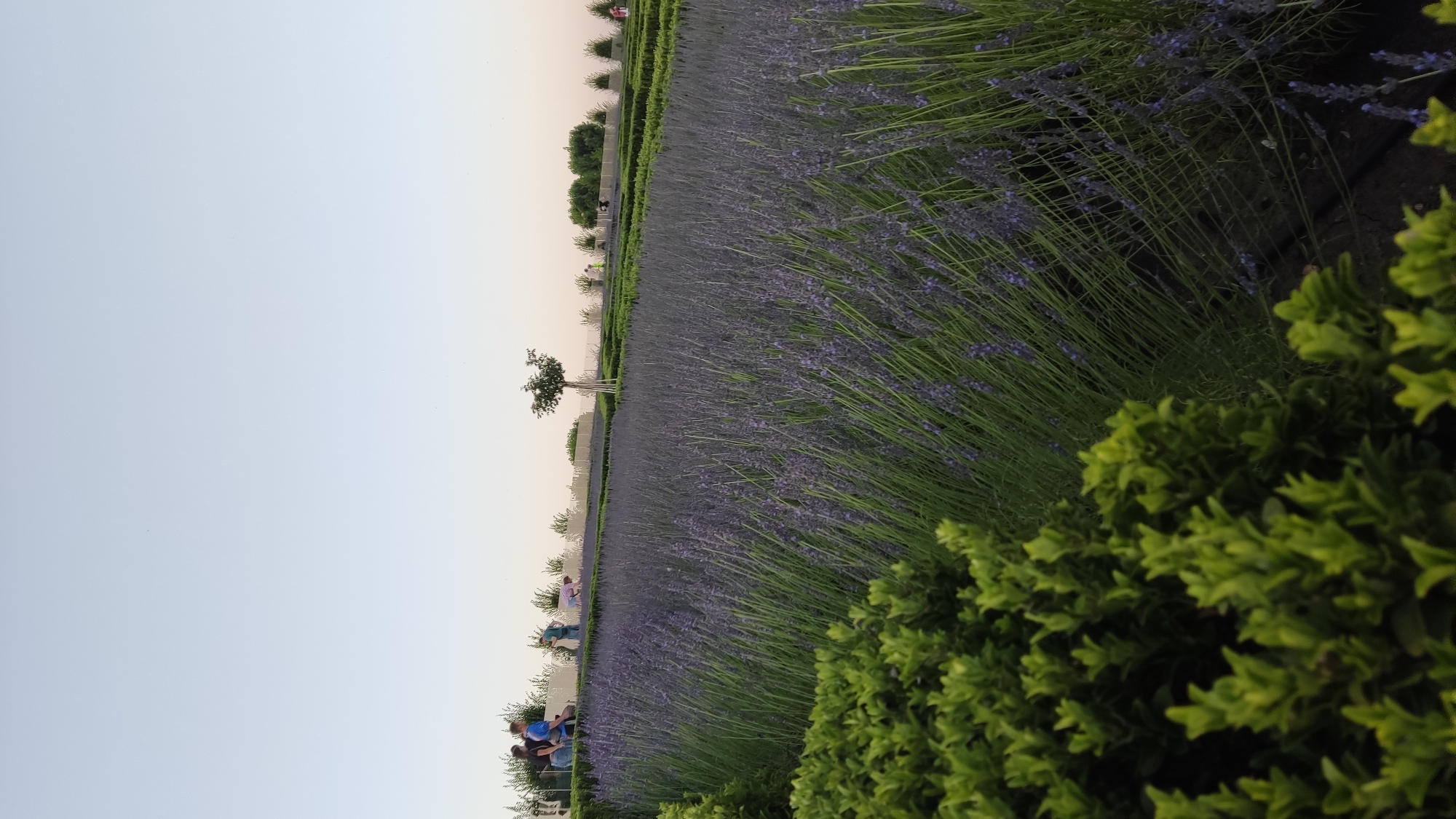 This is a vertically oriented, wide-angle photograph of a lavender field. In the foreground on the right, there is a lush green hedge, and to its left, a dense field of blooming lavender stretches into the distance. The lavender stalks are tall and covered in small purple flowers, creating a textured carpet of color. Behind the lavender, there are several neatly trimmed hedges and rows of trees, suggesting a well-maintained garden or park.
Further in the background, a few individuals are visible. On the left side, near the edge of the lavender field, a small group of people are seated on a bench, and others are walking along a path. One person in a pink shirt is standing further back. There is a single, sculpted tree with a white trunk standing near the middle of the field, possibly marking a point of interest. The sky above is a pale, soft blue, transitioning to a lighter hue near the horizon, indicating it is likely late afternoon or early evening, with clear weather. The overall scene evokes a sense of tranquility and natural beauty. There is no visible text in the image.