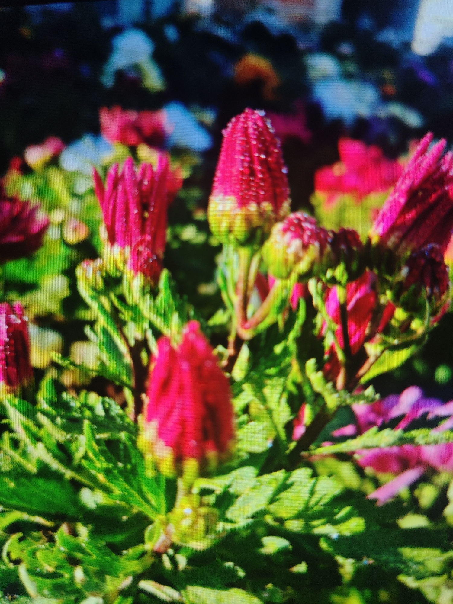 The image shows a close-up, slightly blurry view of several pink flower buds with green stems and leaves. The flowers appear to be in a garden or natural setting. The background is out of focus and displays a mix of dark colors, along with some lighter, indistinct shapes that could be other flowers or foliage. The lighting suggests it may be daytime. The image does not contain any identifiable landmarks or features that would indicate a specific location within Krasnaya Polyana, Russia.