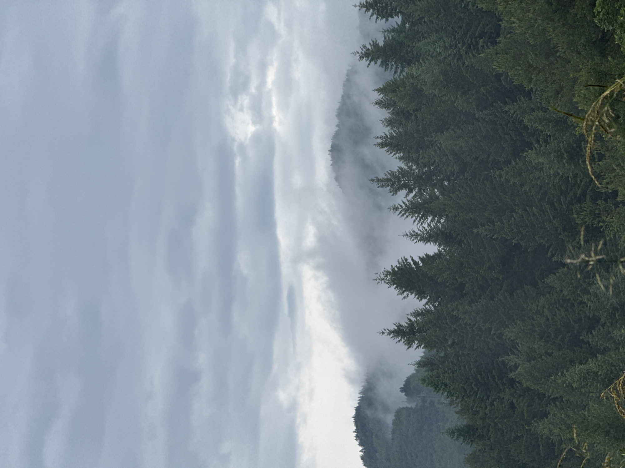 The image depicts a dense evergreen forest covering mountainous terrain under an overcast sky in the city of Ardino, Bulgaria. The upper portion of the frame is filled with a solid grey cloud cover, exhibiting some variation in density and tone. Below the clouds, a significant layer of white, swirling mist or fog partially obscures the mid-ground, engulfing the upper slopes and peaks of distant forested mountains. In the foreground and mid-ground, a thick stand of dark green coniferous trees, predominantly fir or spruce, dominates the lower two-thirds of the image, showing individual tree forms and dense canopy. The very bottom edge of the frame includes blurry indications of dried grasses or low-lying foliage. No human subjects, man-made structures, or discernible actions are present. The overall scene conveys a cool, damp, and atmospheric natural landscape.