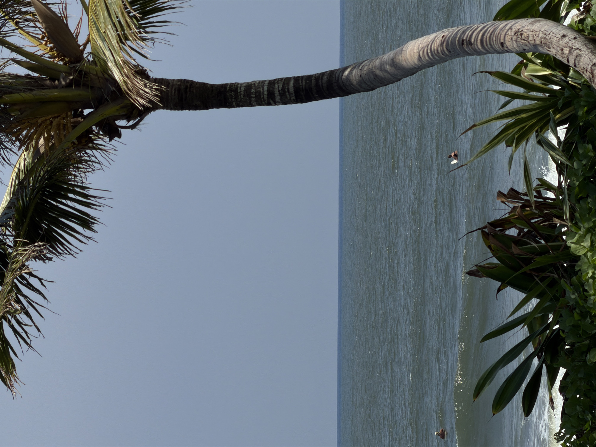 The scene depicts a coastal landscape in Belalang, Indonesia, under a clear, light blue sky. A large, curved palm tree trunk dominates the right side of the frame, extending from the bottom to the upper right corner, with green fronds visible at the top. The foreground features dense green tropical foliage. In the mid-ground, the dark blue-green ocean shows minor wave activity. Two individuals are present in the water: one on the far left, partially submerged, wearing a light-colored head covering and dark apparel, and another further right, seated on a small white surfboard, wearing a dark top, actively engaged in or preparing for surfing. Sunlight illuminates the scene from the left, casting shadows on the palm trunk.