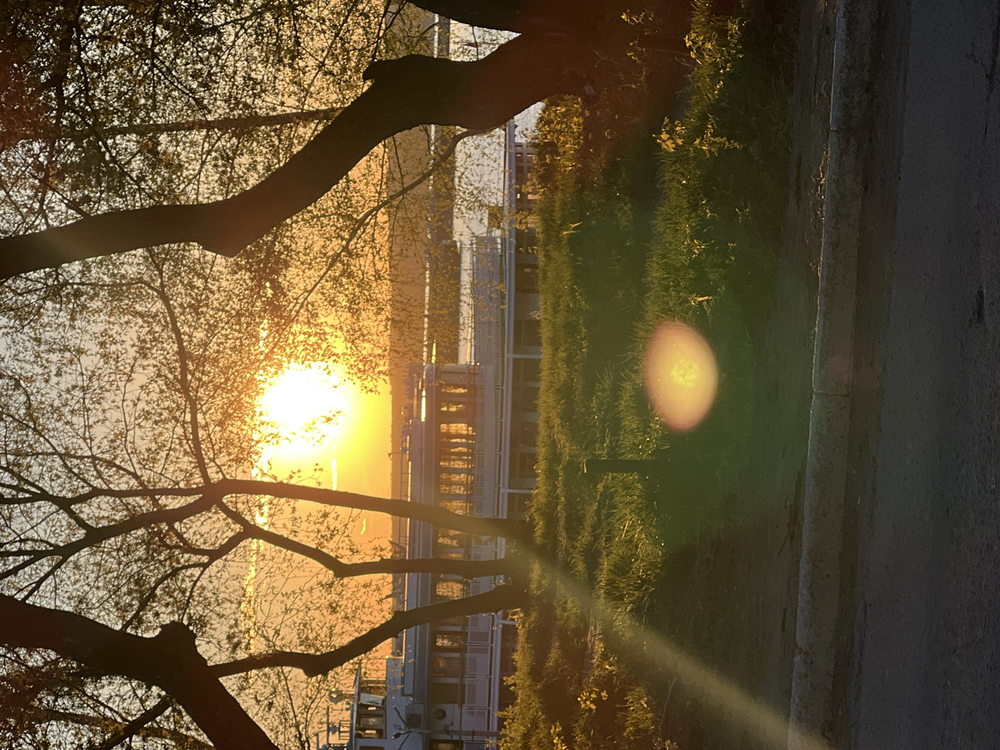 A photo taken in Chaikovsky, Russia, shows a sunset or sunrise on the river. A large tree with bare branches is silhouetted in the foreground. Behind the tree, the sun is visible over the water, causing a bright glare. A building or boat is visible on the water. A strip of grass and a concrete path are on the right of the image.