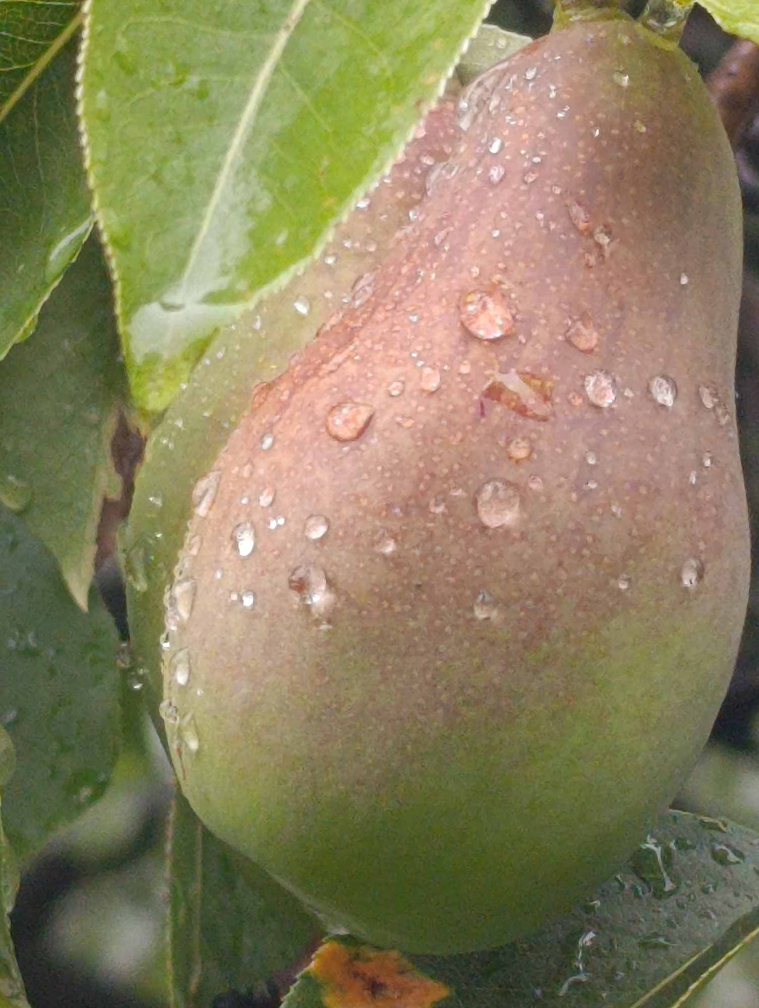 An extreme close-up photograph depicts a ripe pear, partially obscured by green leaves, as it hangs from a branch. The pear's skin exhibits a mottled texture, with a transition from a brownish-red hue near the top to a lighter green at the bottom. Numerous water droplets are visible, clinging to the pear's surface, suggesting recent rainfall. The leaves are lush and green, some also bearing water droplets. The background is a blur of dark greens and browns, indicating a natural, outdoor setting. The image does not provide any contextual information about the city of Fastiv, Ukraine, or any human presence.