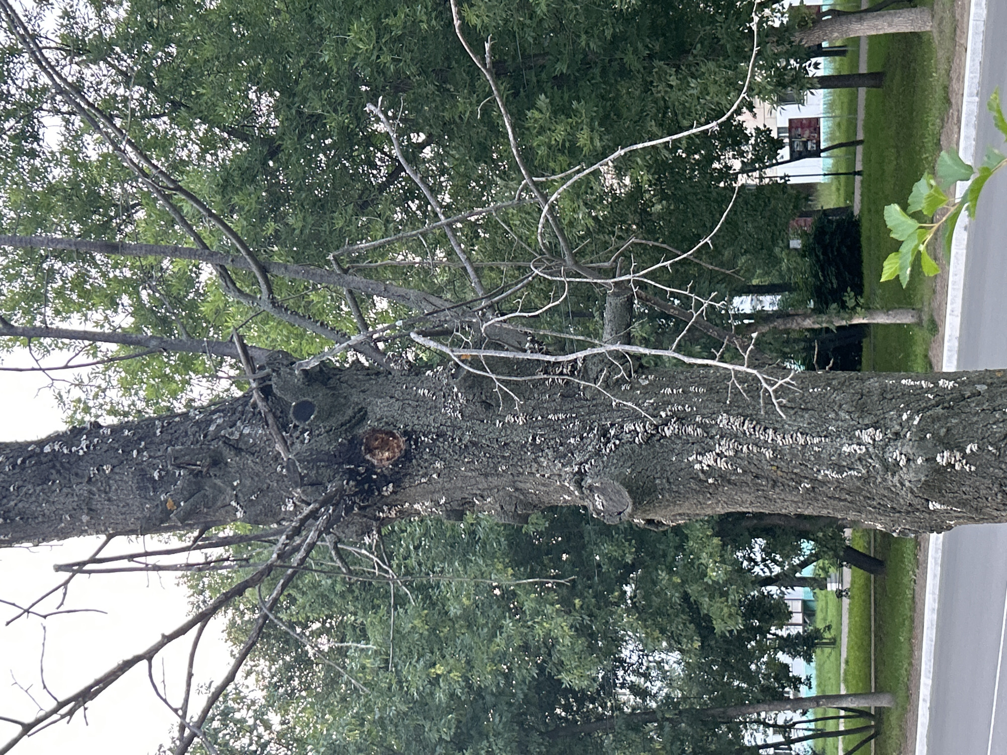 The image shows a close-up of a large, rough-barked tree trunk with numerous small, white shelf fungi growing vertically along its surface. The tree has many bare, dead branches extending outwards, some of which are thin and brittle. In the background, there are other trees with lush green foliage, indicating a temperate season, likely summer or late spring. Beyond the trees, there are glimpses of buildings and a street, suggesting an urban or suburban environment. The lighting appears to be natural daylight, possibly overcast or late afternoon given the soft shadows. The foreground features a small branch with green leaves. The scene is located in the city of Chaikovsky, Russia.