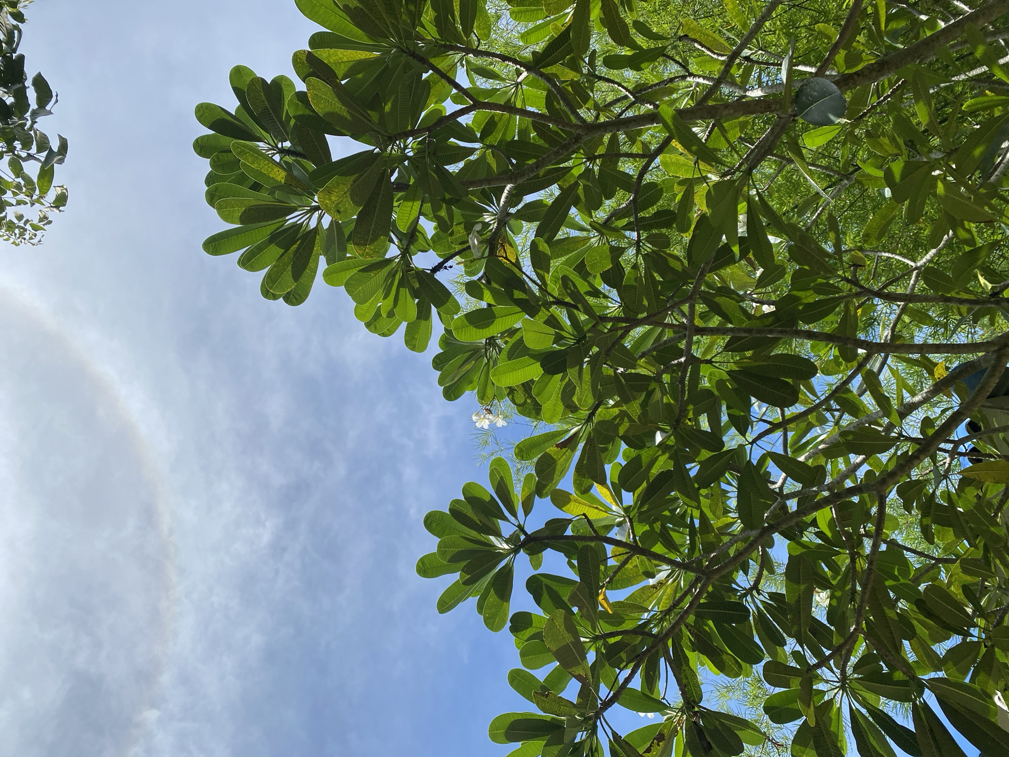 In the sky above Koh Phangan, Thailand, a subtle rainbow-like arc, possibly a sun halo, is visible through a patchy blue sky with thin clouds. Below this atmospheric phenomenon, the lush green foliage of a Frangipani tree dominates the frame. The tree's branches are laden with large, oval-shaped leaves, some tinged with yellow. A few delicate white flowers are interspersed among the leaves, adding a touch of contrast. The sunlight filters through the canopy, creating dappled shadows on the leaves. In the background, more greenery is visible, suggesting a dense natural environment. The perspective is from below, looking upwards into the tree and sky.
