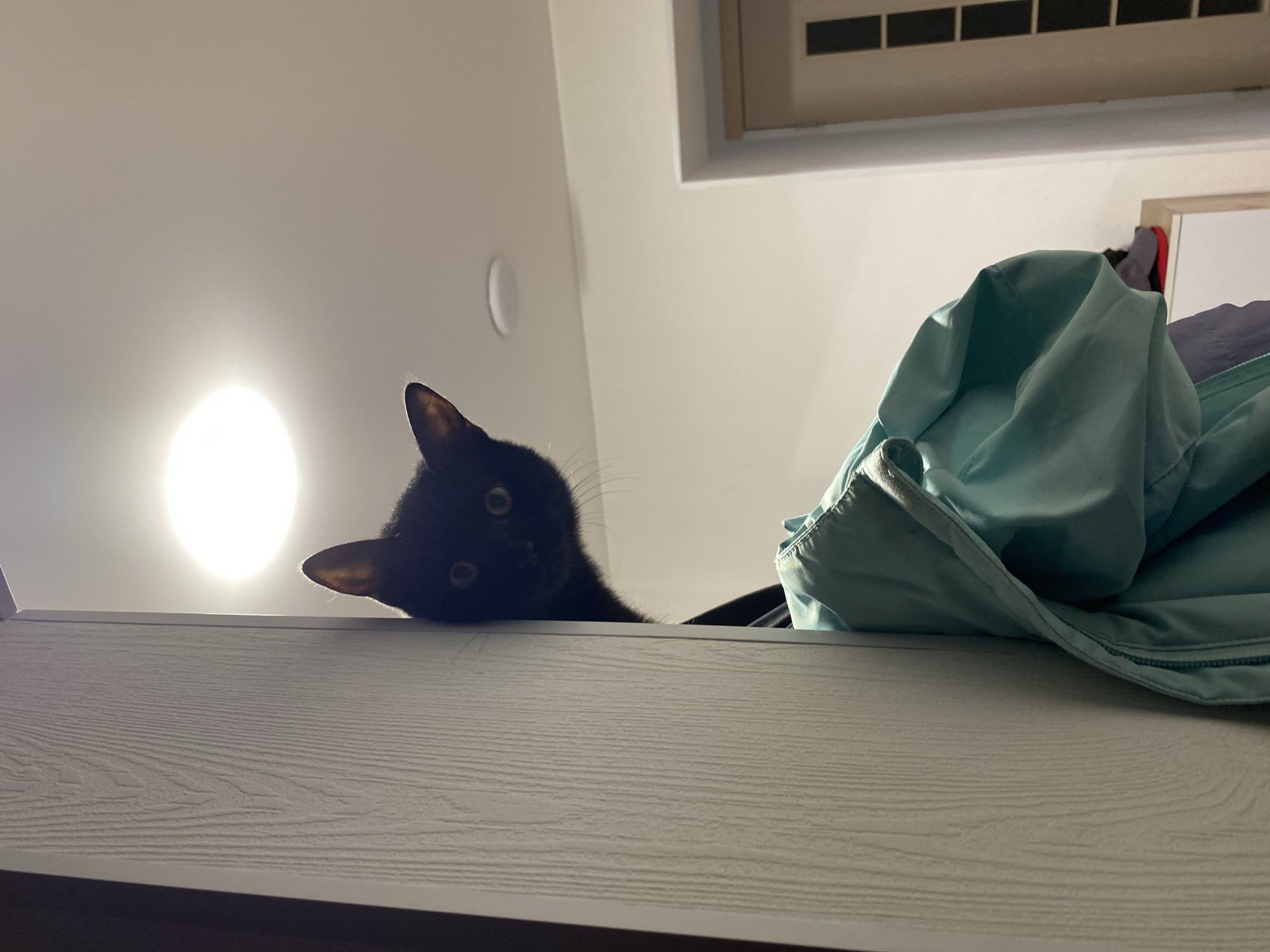 A black cat is perched on the edge of a light gray, wood-grain surface, possibly a shelf or cabinet. The cat's head and part of its upper body are visible, peering downwards. Its eyes are open, and whiskers are noticeable. A bright light source is positioned behind the cat, illuminating the scene. To the right of the cat, there is a crumpled, light blue fabric item, potentially a jacket or blanket. In the background, portions of a wall, an air conditioning unit, and a partially visible picture frame can be seen. The image does not provide any information to definitively place the scene in the city of Chaikovsky, Russia, or any other specific location.