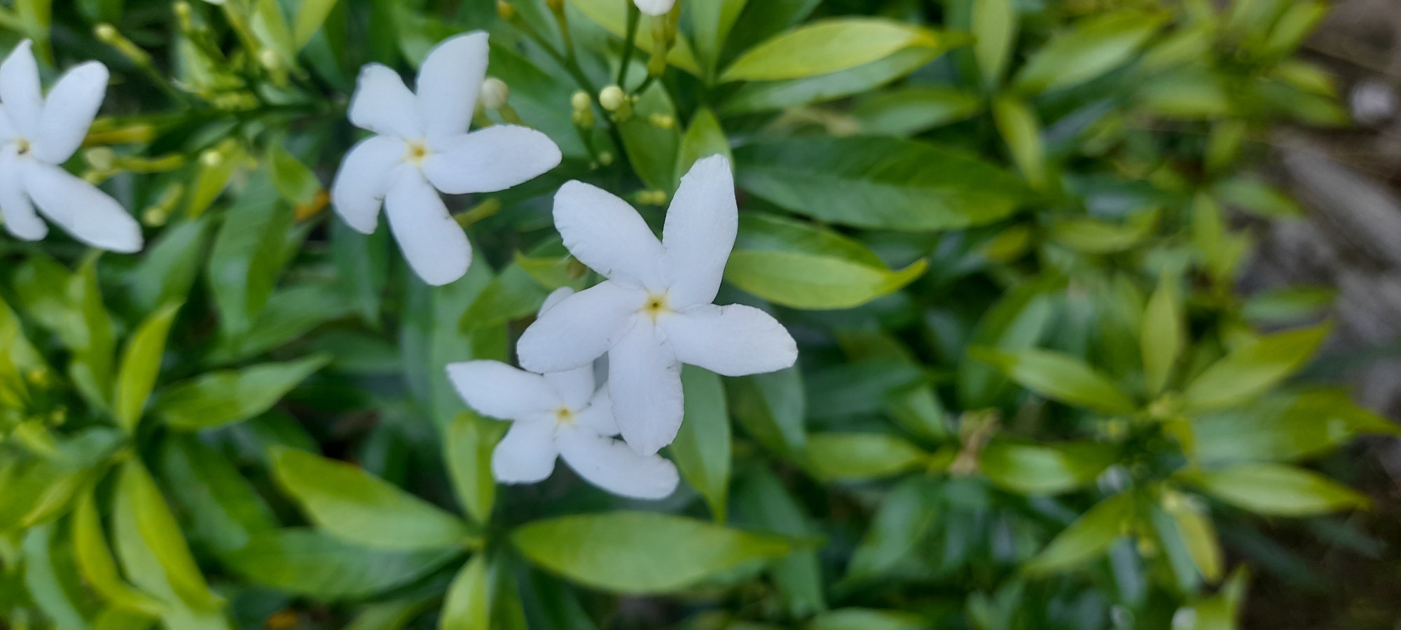The image features a close-up view of several white pinwheel flowers surrounded by green foliage. The flowers have five petals each and a yellowish center. The leaves are smooth and elongated, with a shiny appearance. The location is Unknown, Indonesia.